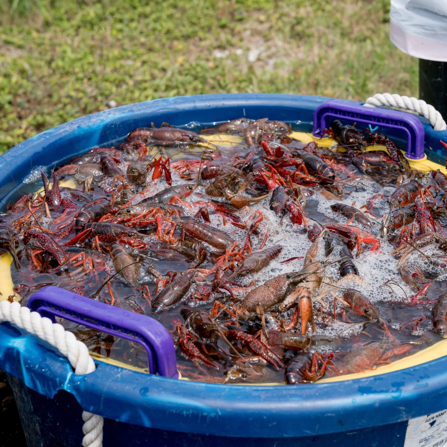 How is U.S. immigration policy hurting a key Louisiana industry? artwork