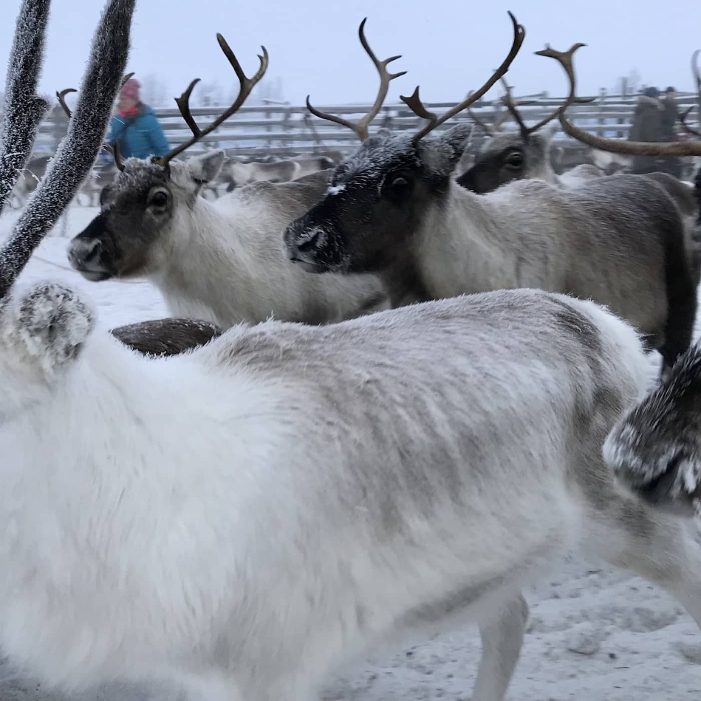 Så känner du igen en julsäck, överdriven dödssiffra om Qatar, kritik mot partisk rapportering i Sápmi artwork