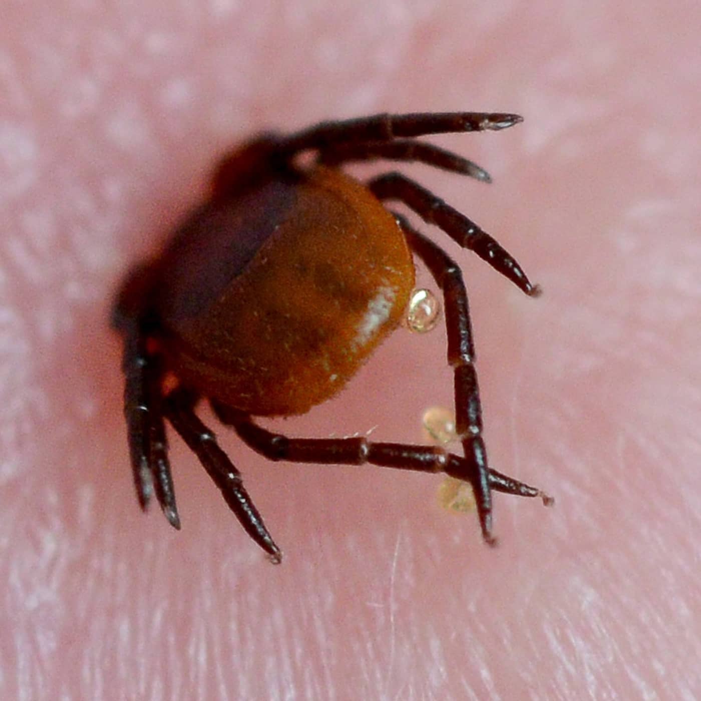 Falsk borreliabalans, rysk trollkampanj och livetextning i förändring artwork