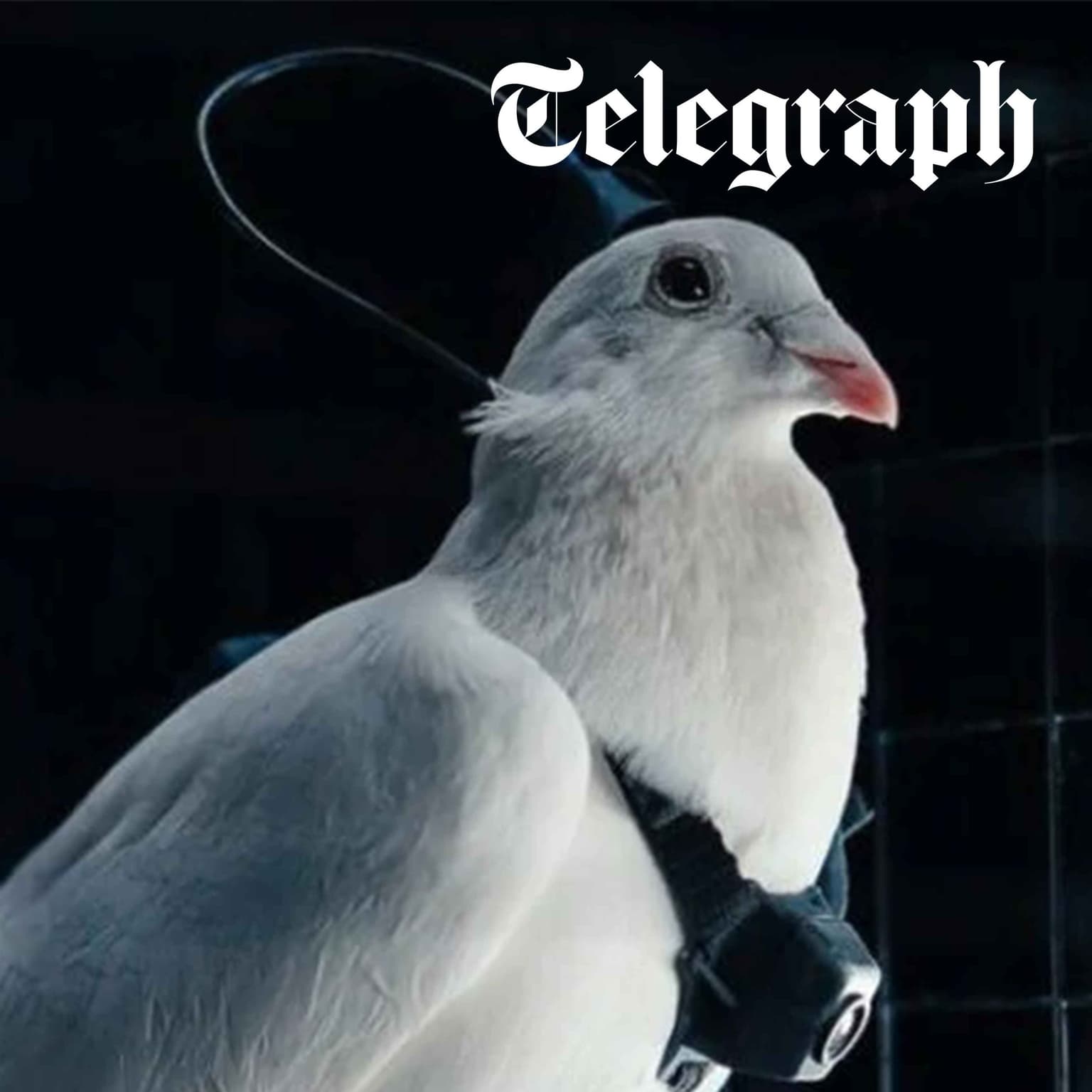 Putin spends 50% of state budget on military, says intelligence service & Russia tests turning pigeons into drones artwork