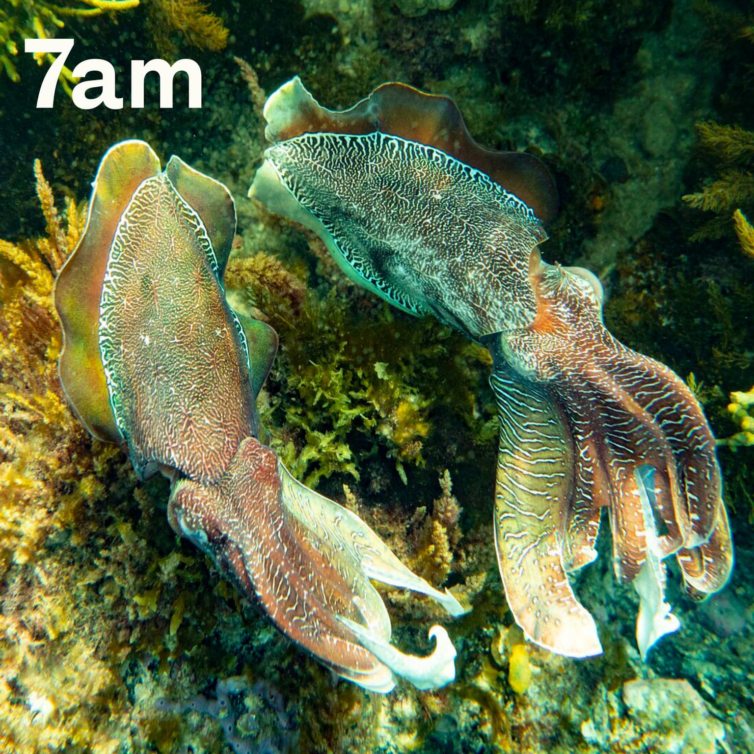 The giant cuttlefish and the deadly algal bloom artwork