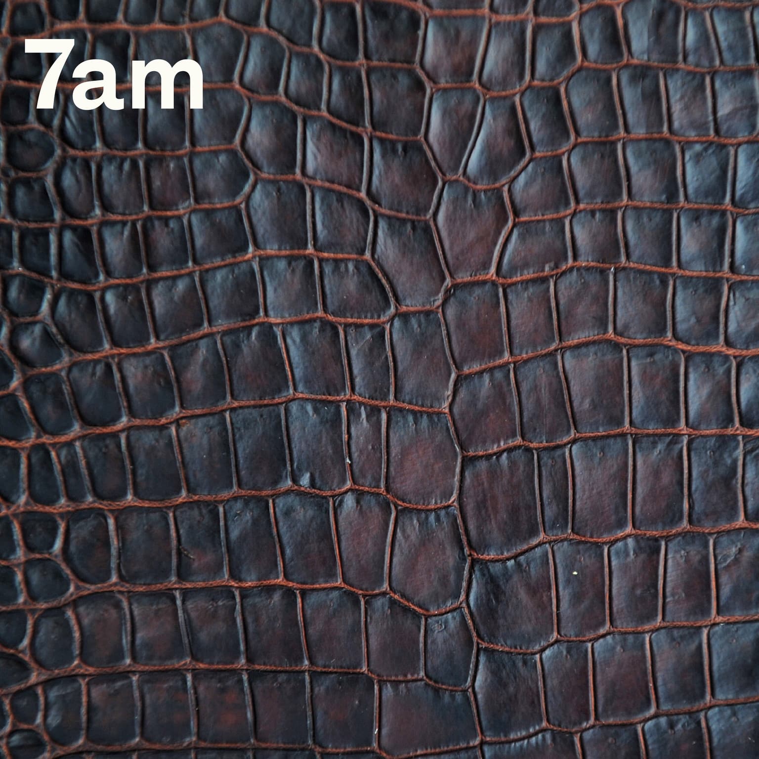 Part 1: The true cost of crocodile skin artwork