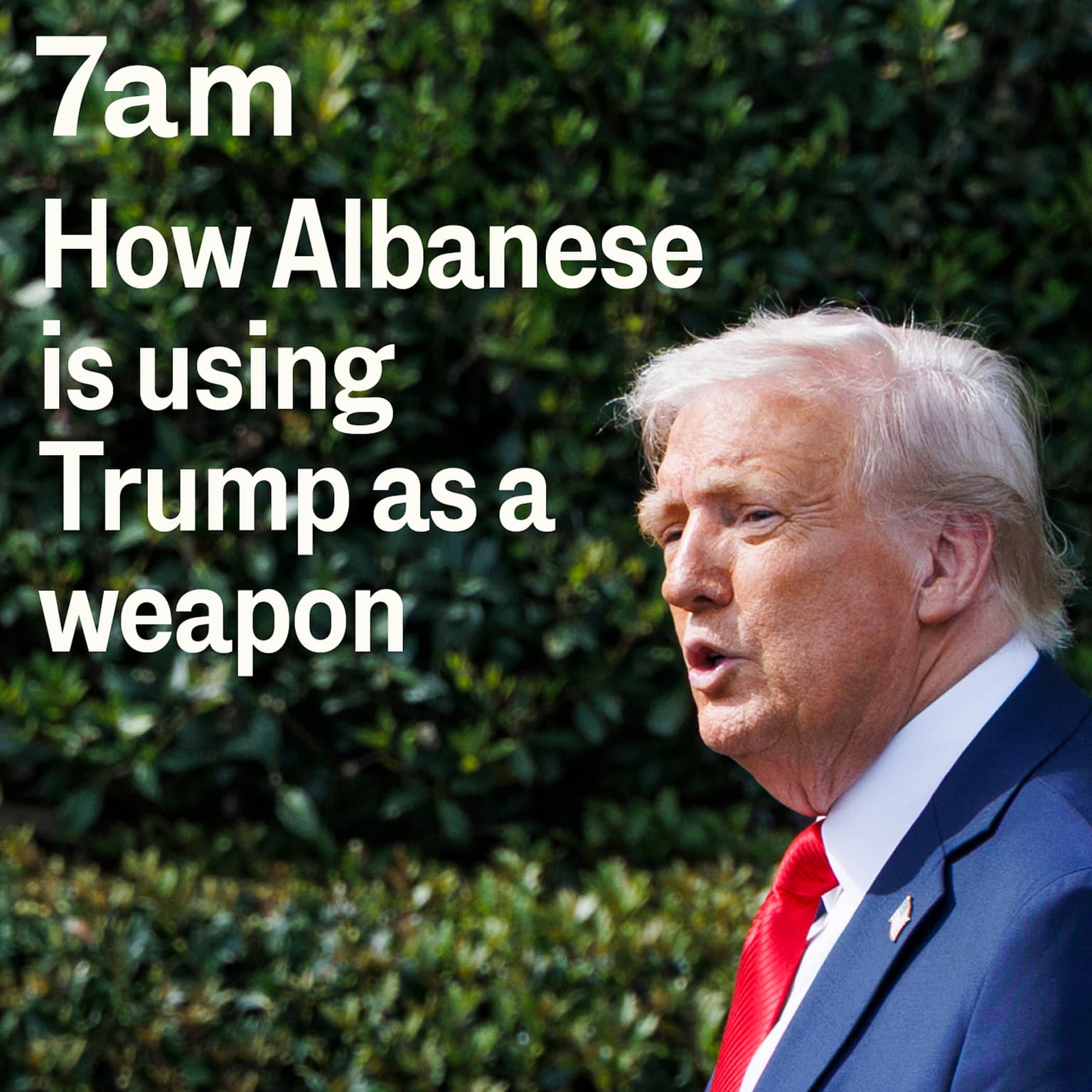 How Albanese is using Trump as a weapon artwork