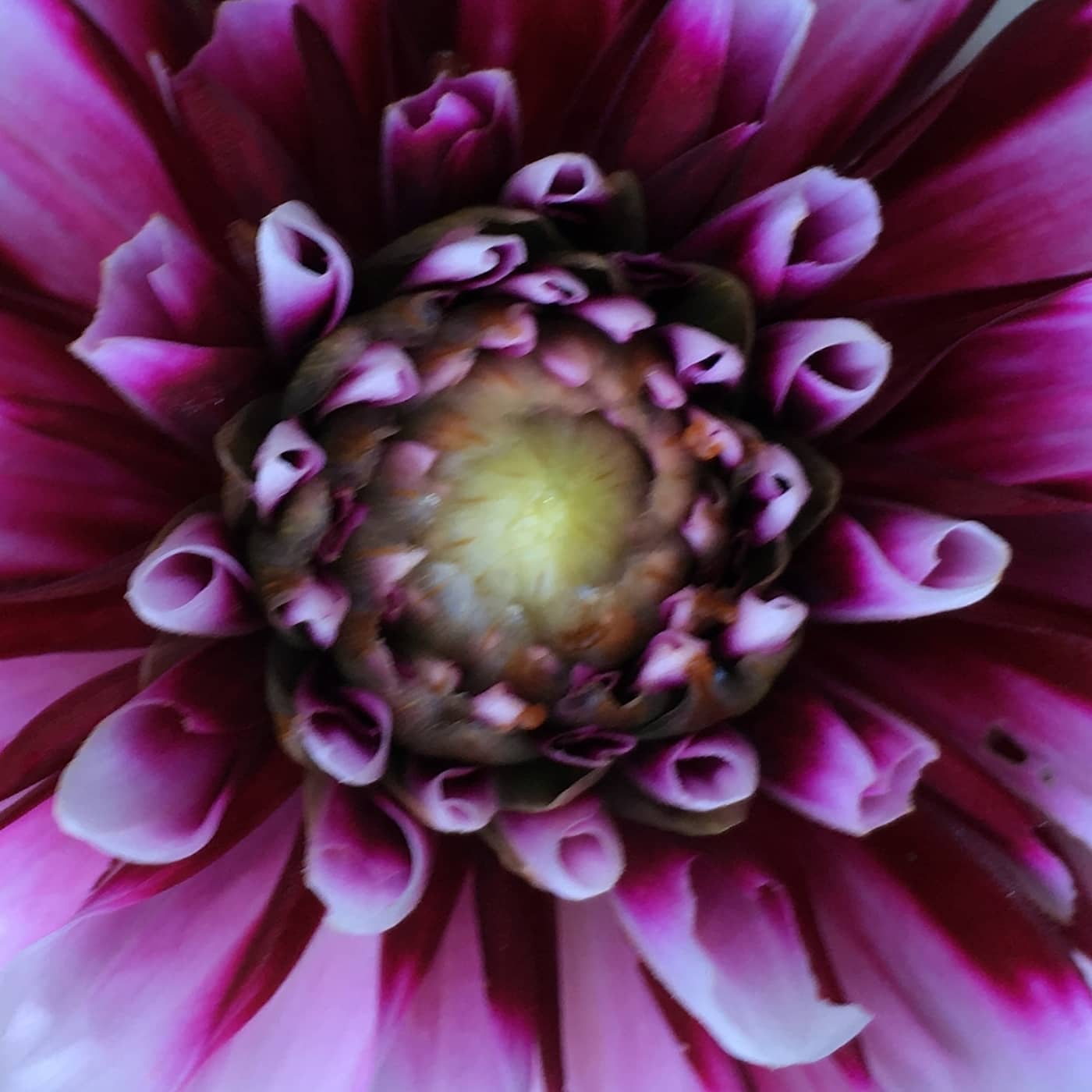Om konsten att hålla tyst om en hemlighet, utvecklingen i Katalonien, den nya inneblomman dahlia och möt författaren Klas Östergren artwork