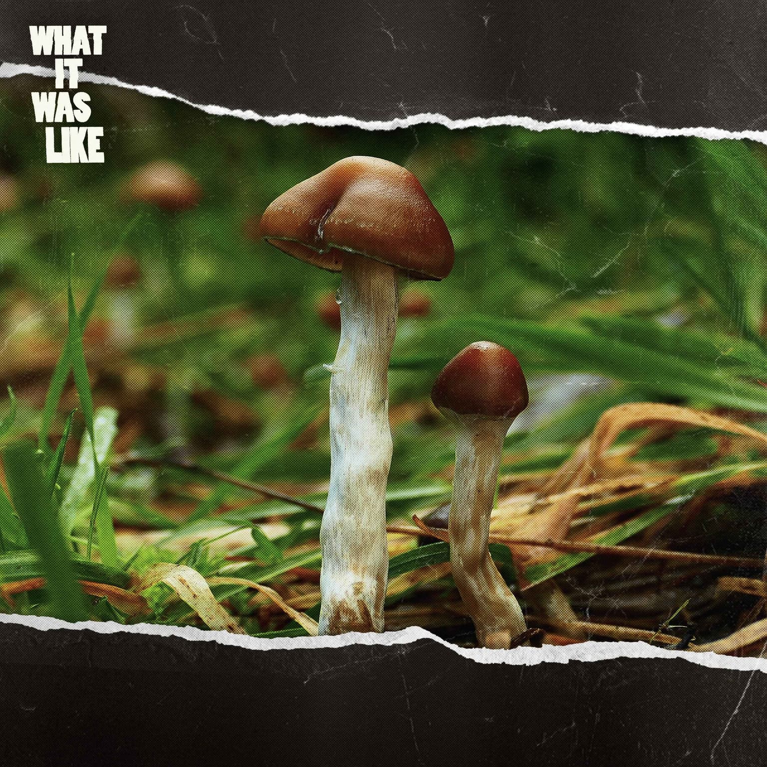 What Happens When Religious Leaders Take Magic Mushrooms? artwork