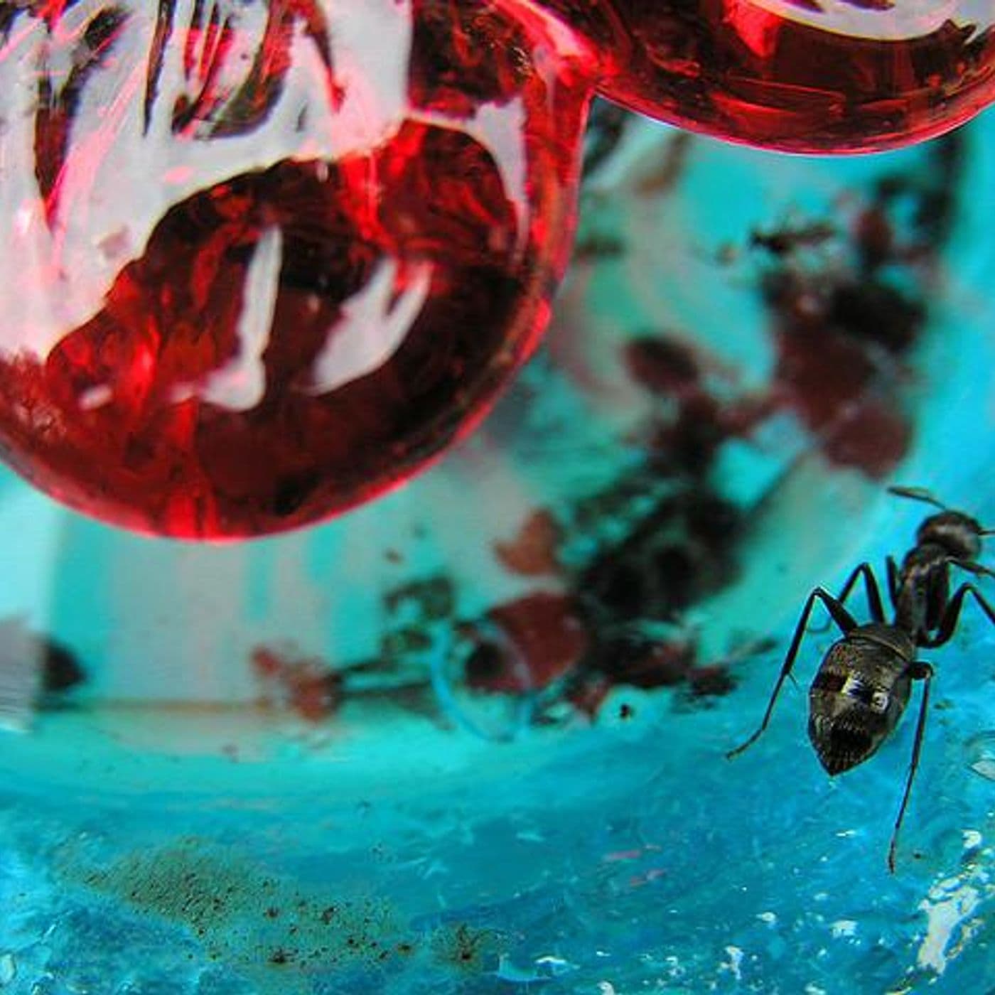 Chasing Bugs artwork