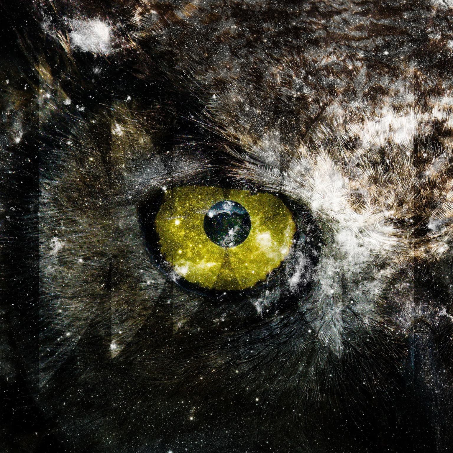 Quantum Birds artwork