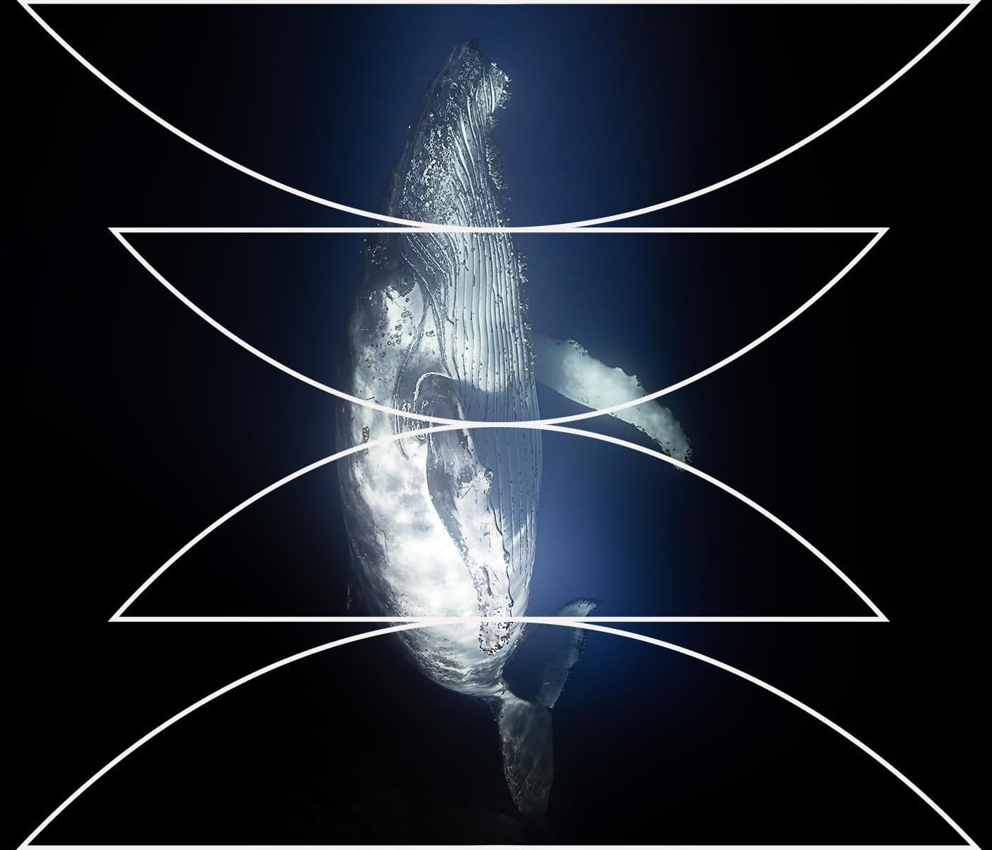 The Humpback and the Killer artwork