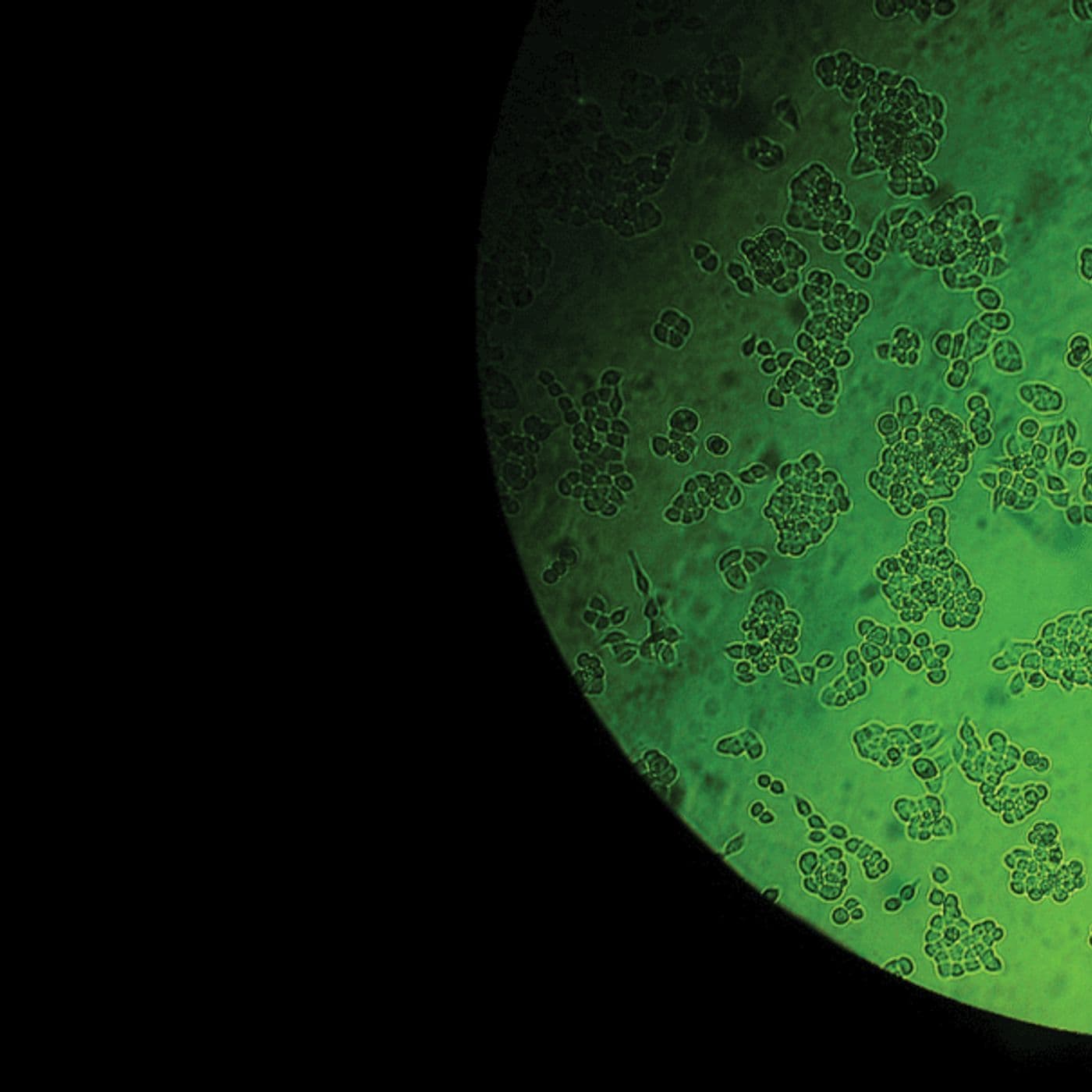 Radiolab Extra: Henrietta Lacks artwork