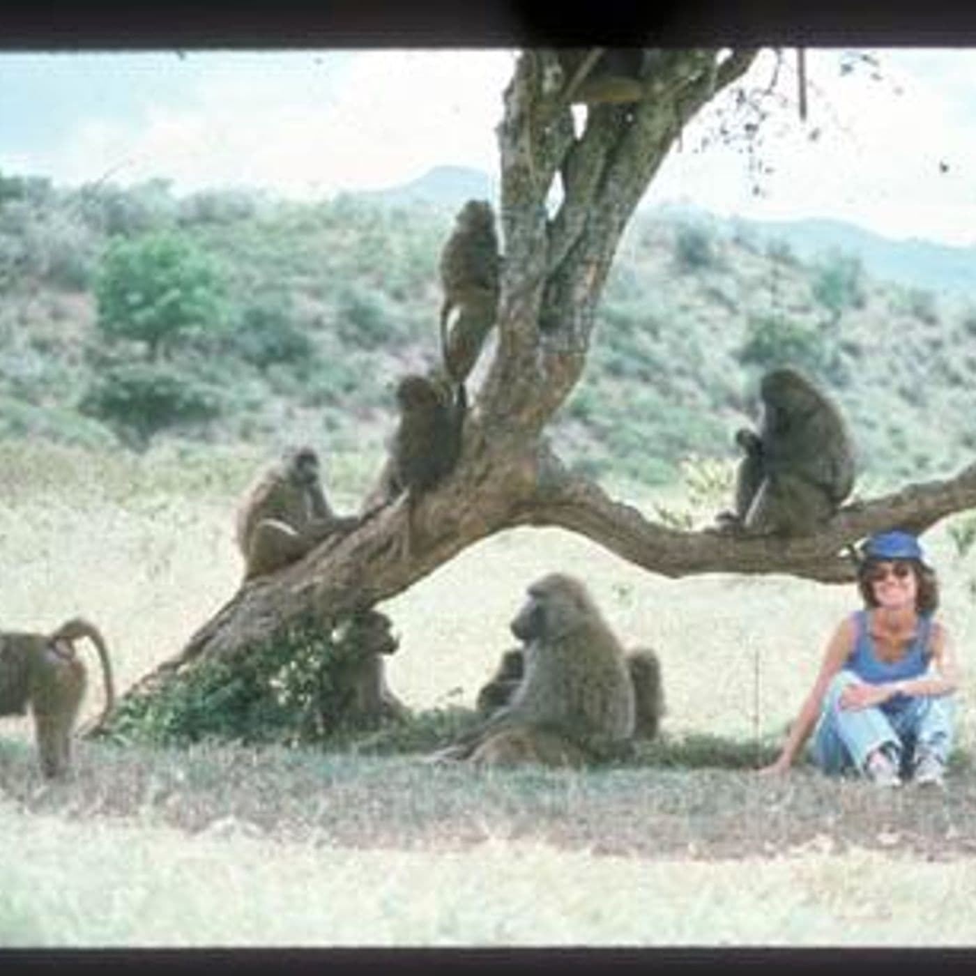 The Shy Baboon artwork