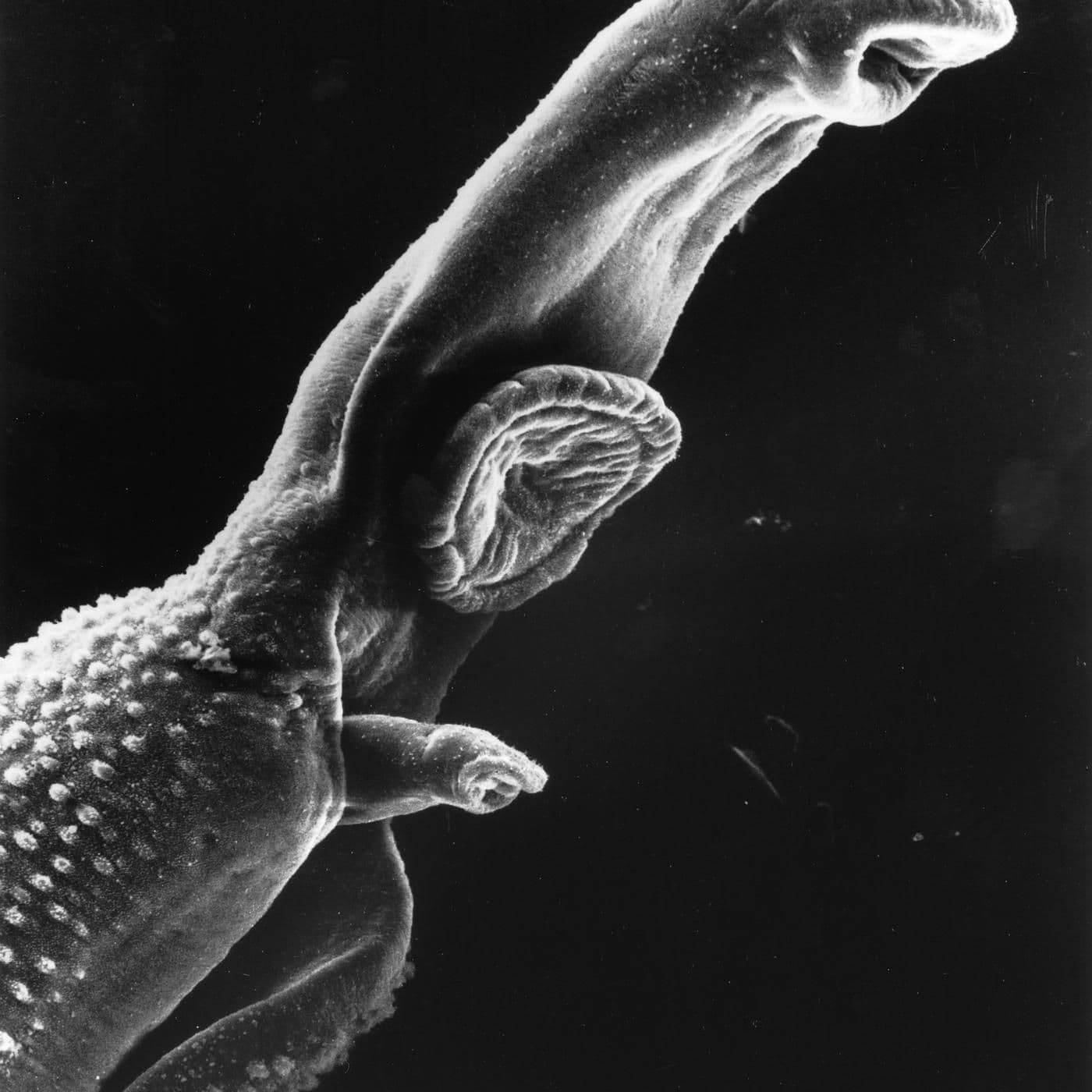 Parasites artwork