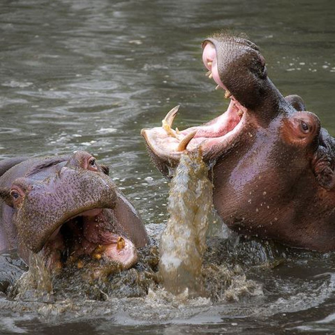 Making the Hippo Dance artwork