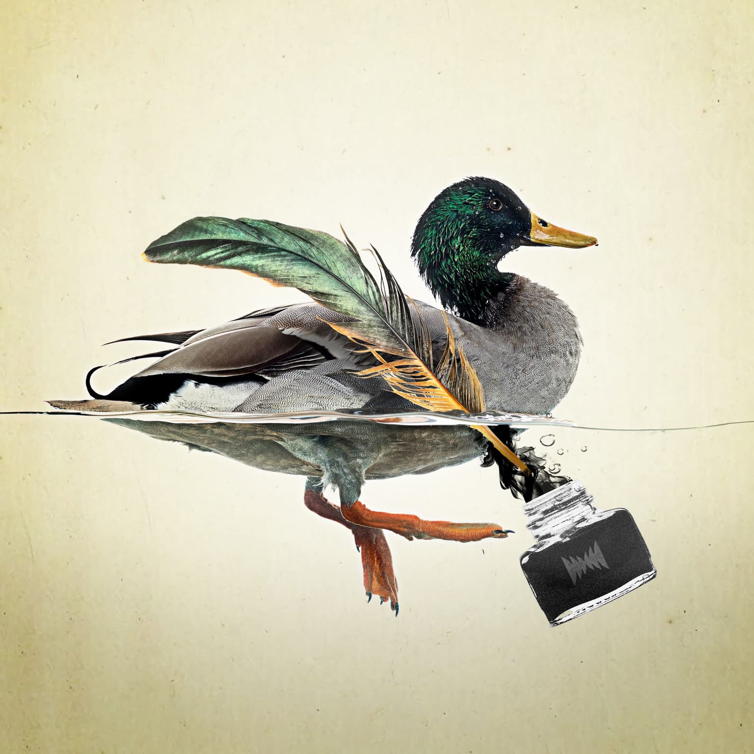 Sex, Ducks and the Founding Feud artwork
