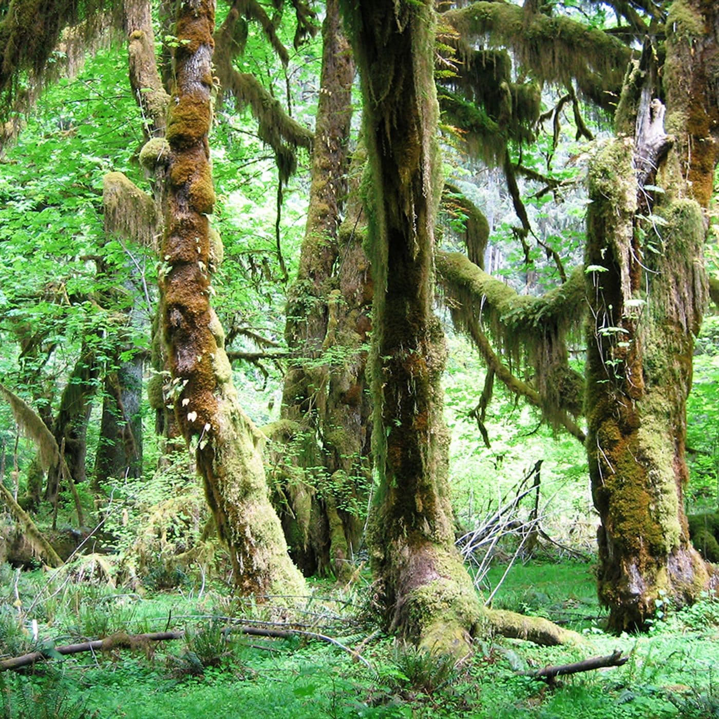 Forests on Forests artwork