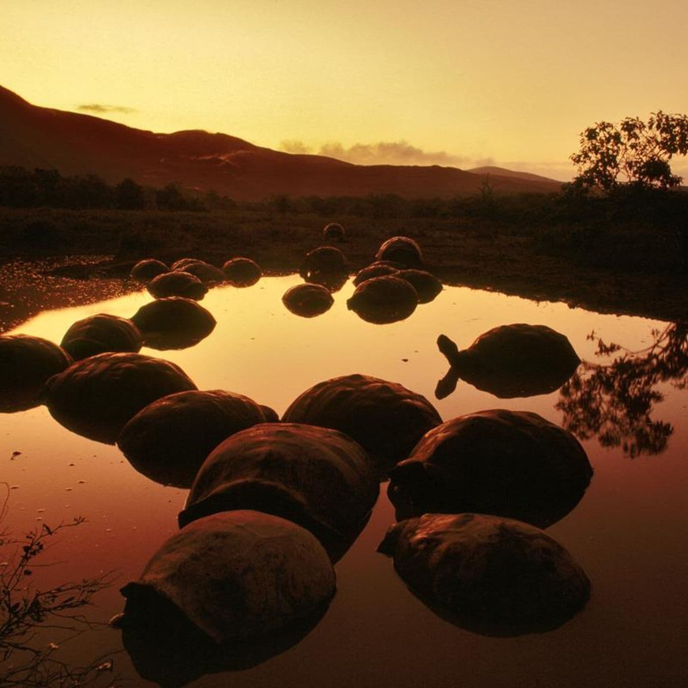 Galapagos artwork