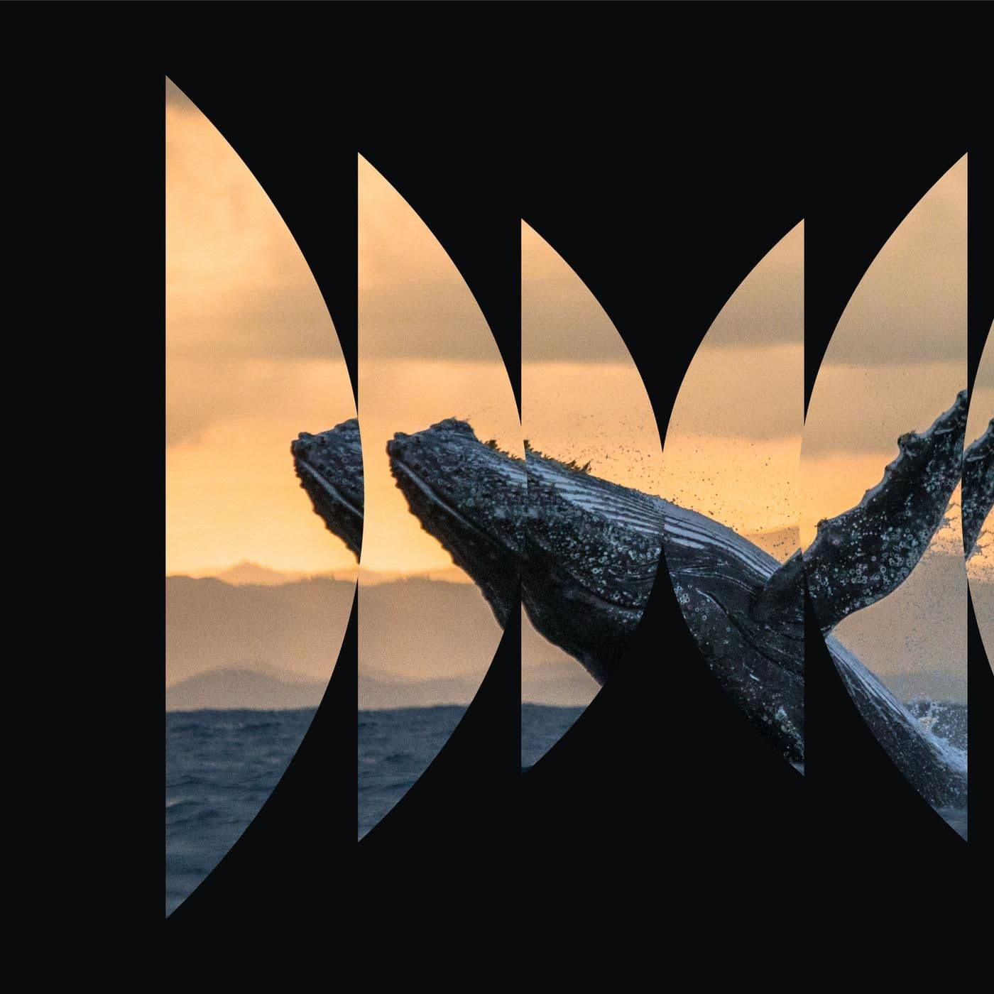 Animal Minds artwork