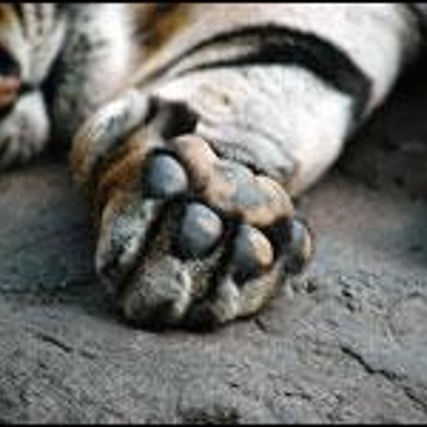Zoos artwork
