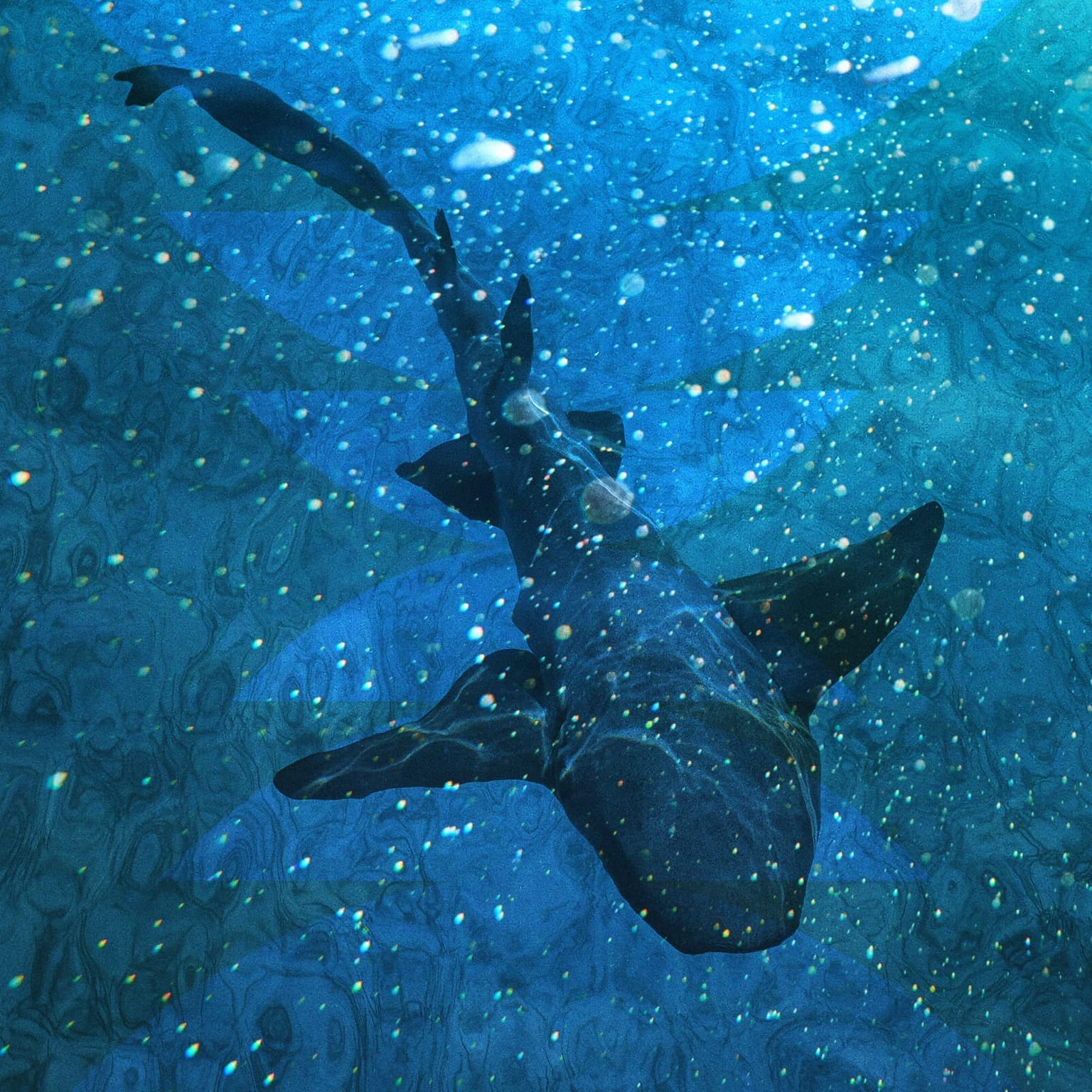The Shark Inside You artwork