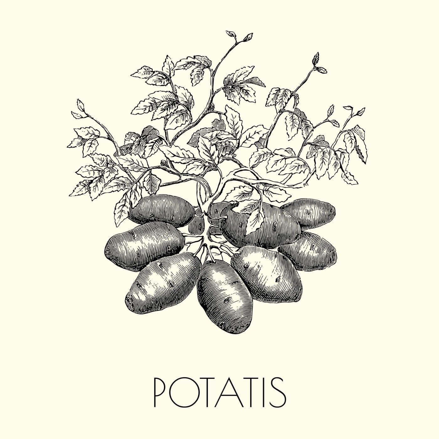 10. Potatis artwork