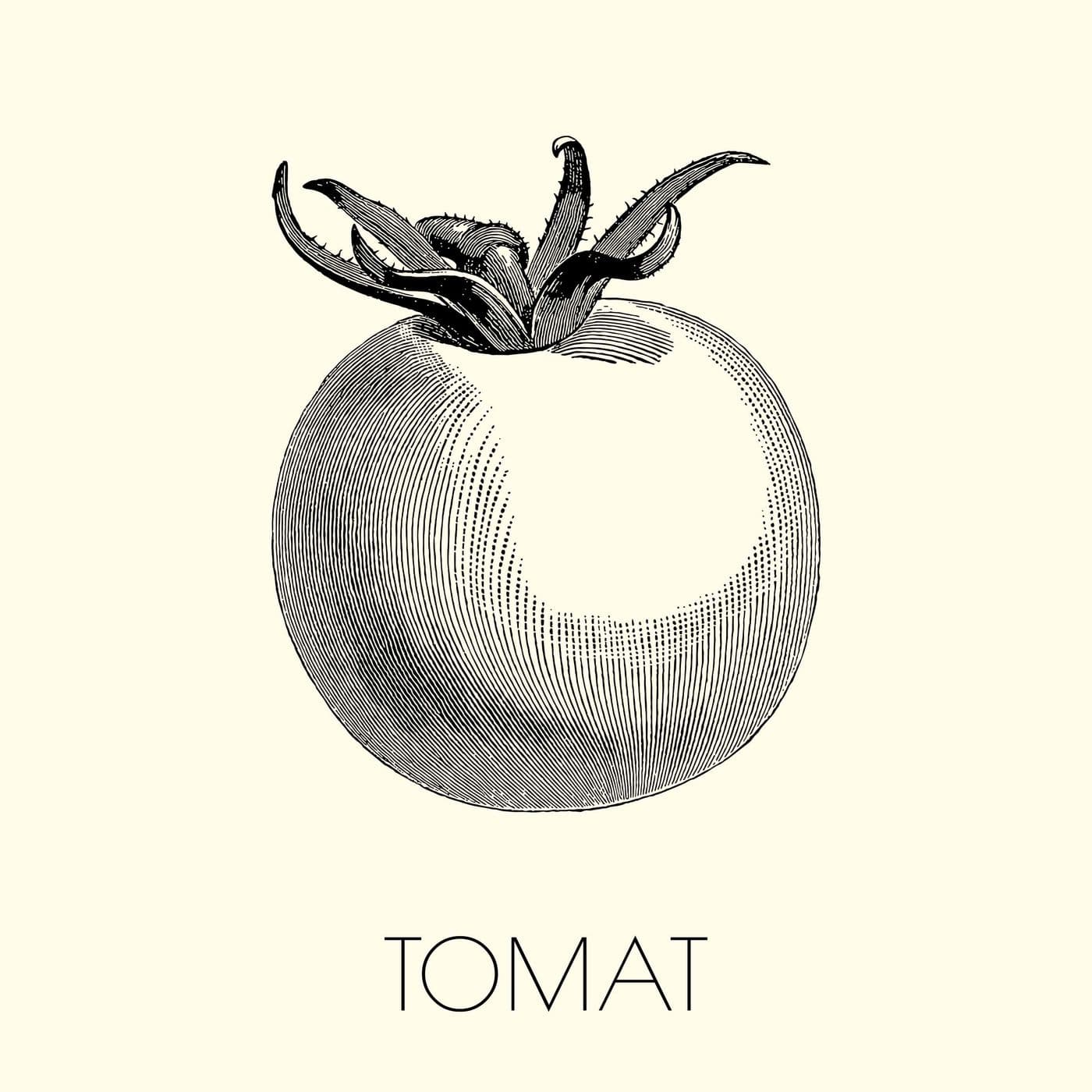 1. Tomat artwork