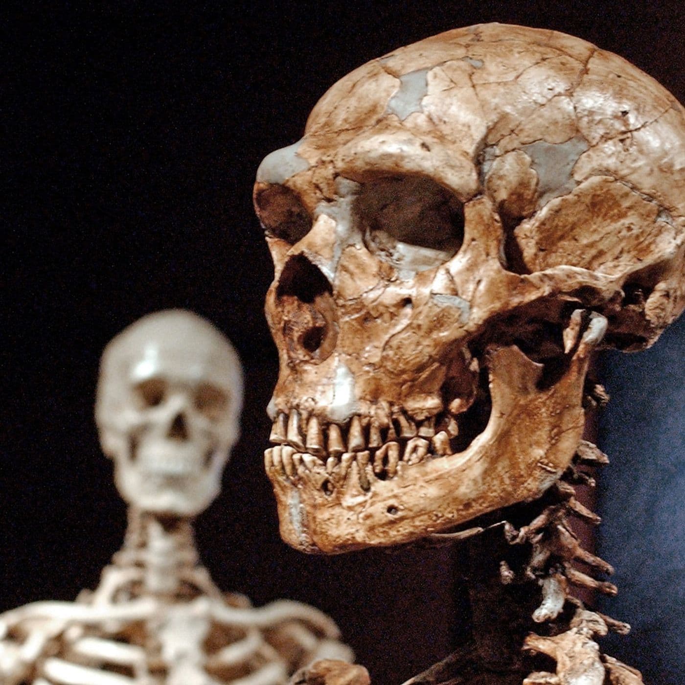 We Underestimated the Neanderthal artwork