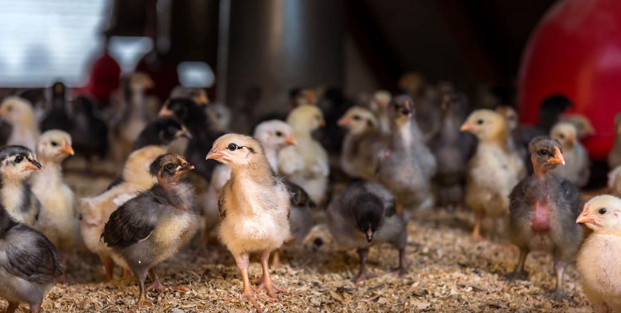 The artisan farmers taking on Victoria's meat regulator artwork