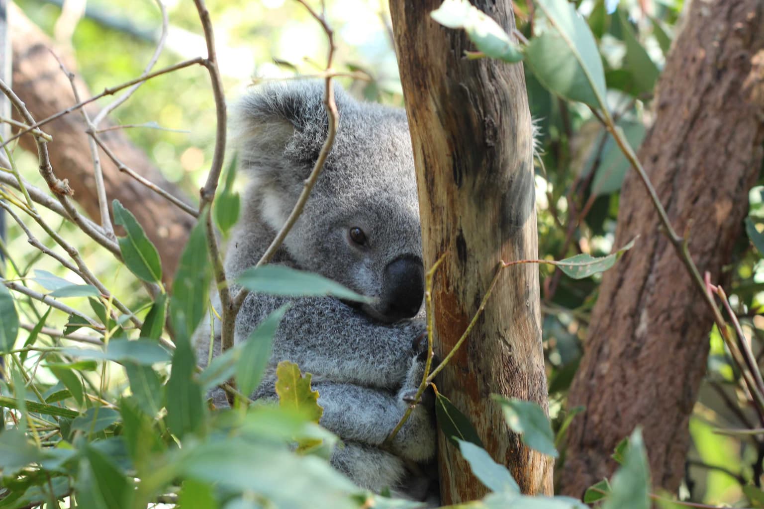 Will any koalas be left in Australia's east by 2050? artwork