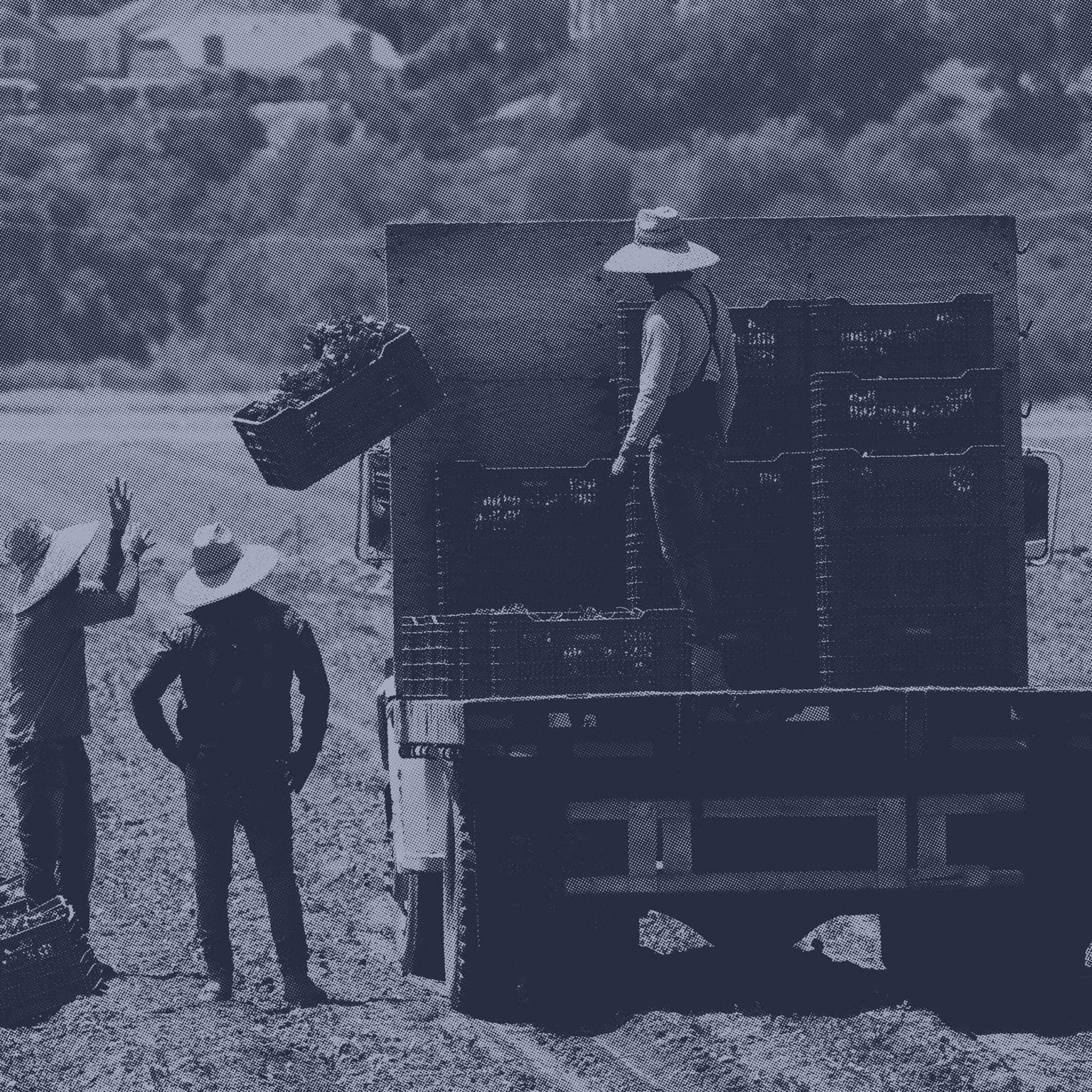 How The Farm Industry Is Complicating Trump's Immigration Crackdown artwork