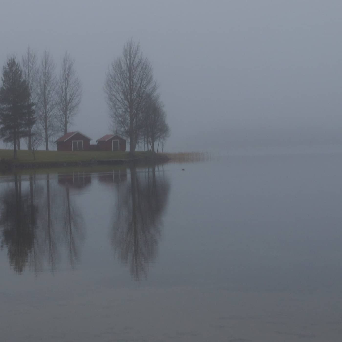 Tavelsjöodjuret - en vidunderlig historia artwork