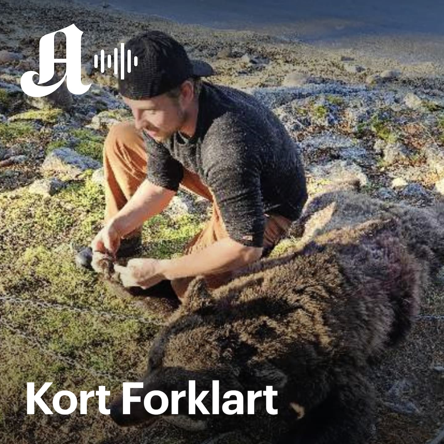 Kort Forklart: Dreyer og bjørnejakten. Hva straffes han egentlig for? artwork