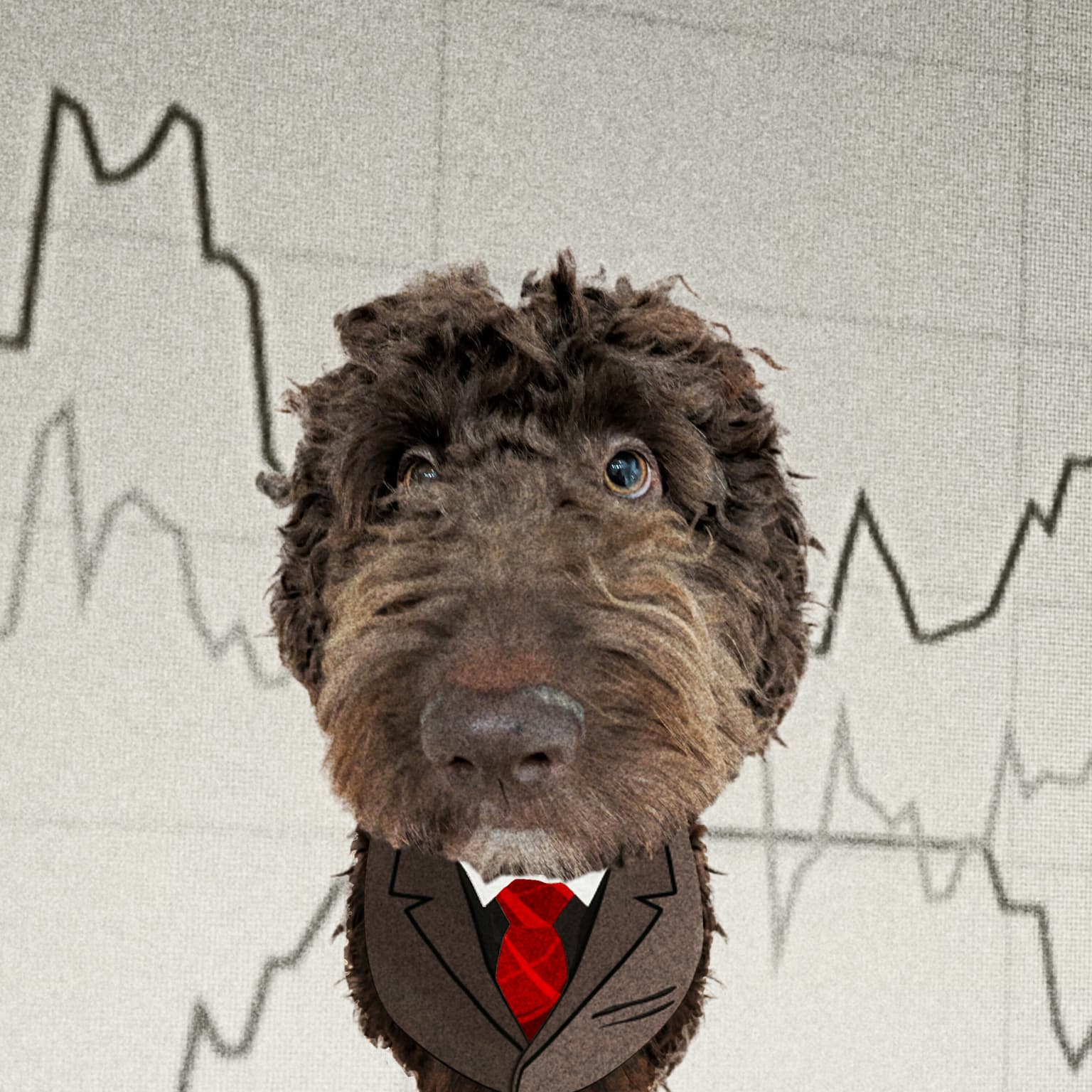 Sådan slår hunden Bamse aktiemarkedet artwork
