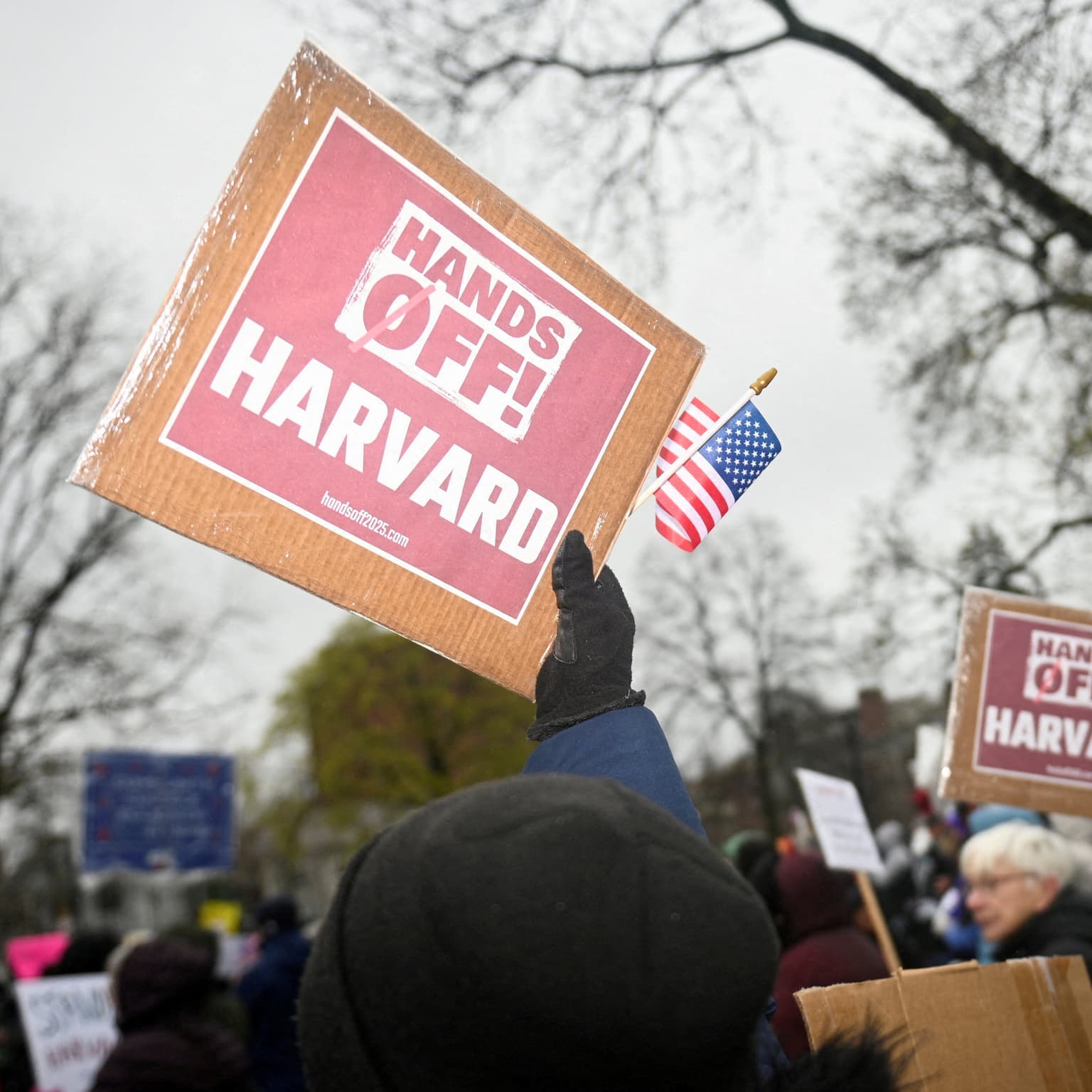 Harvard vs. Trump artwork