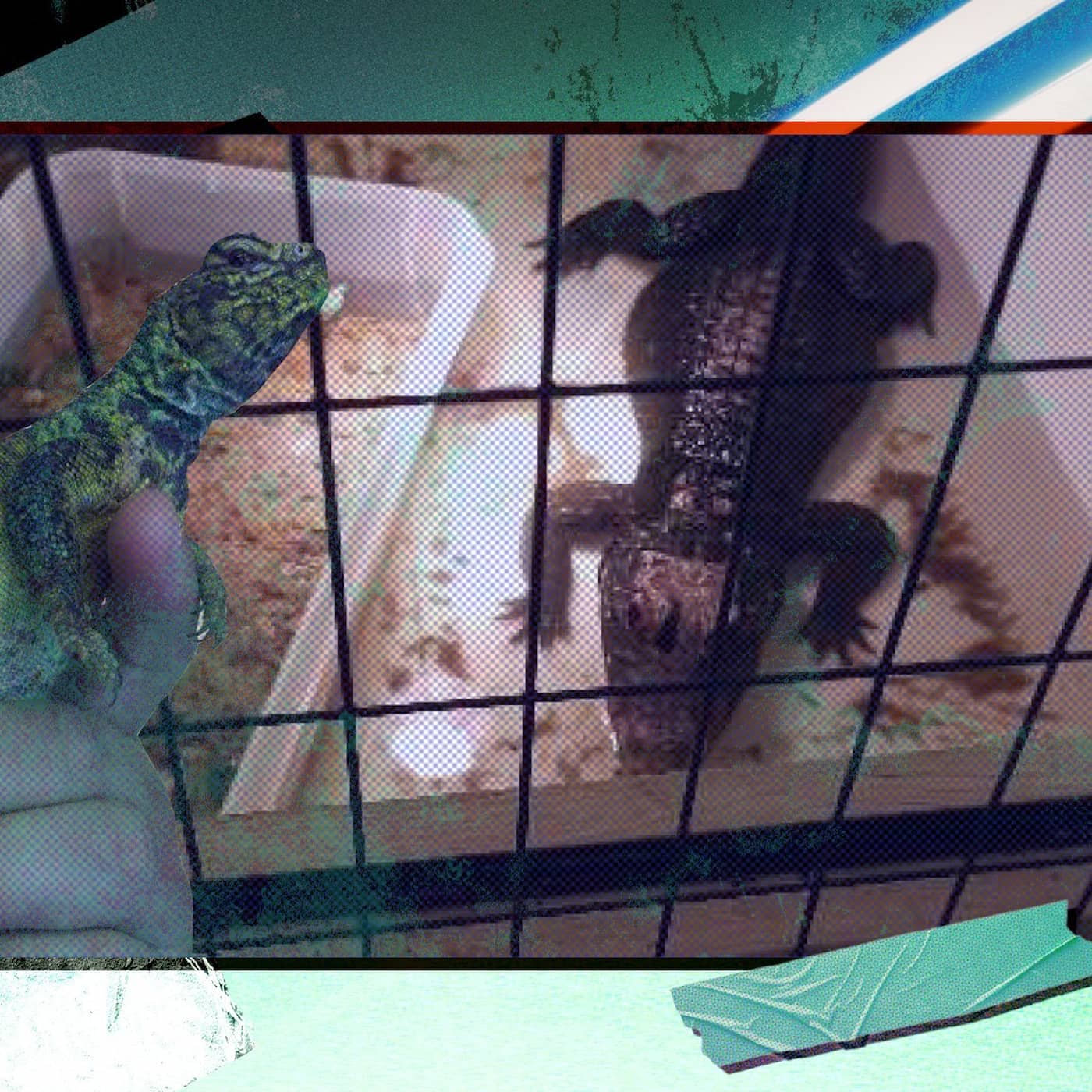 Den stora reptilhärvan i Skåne artwork