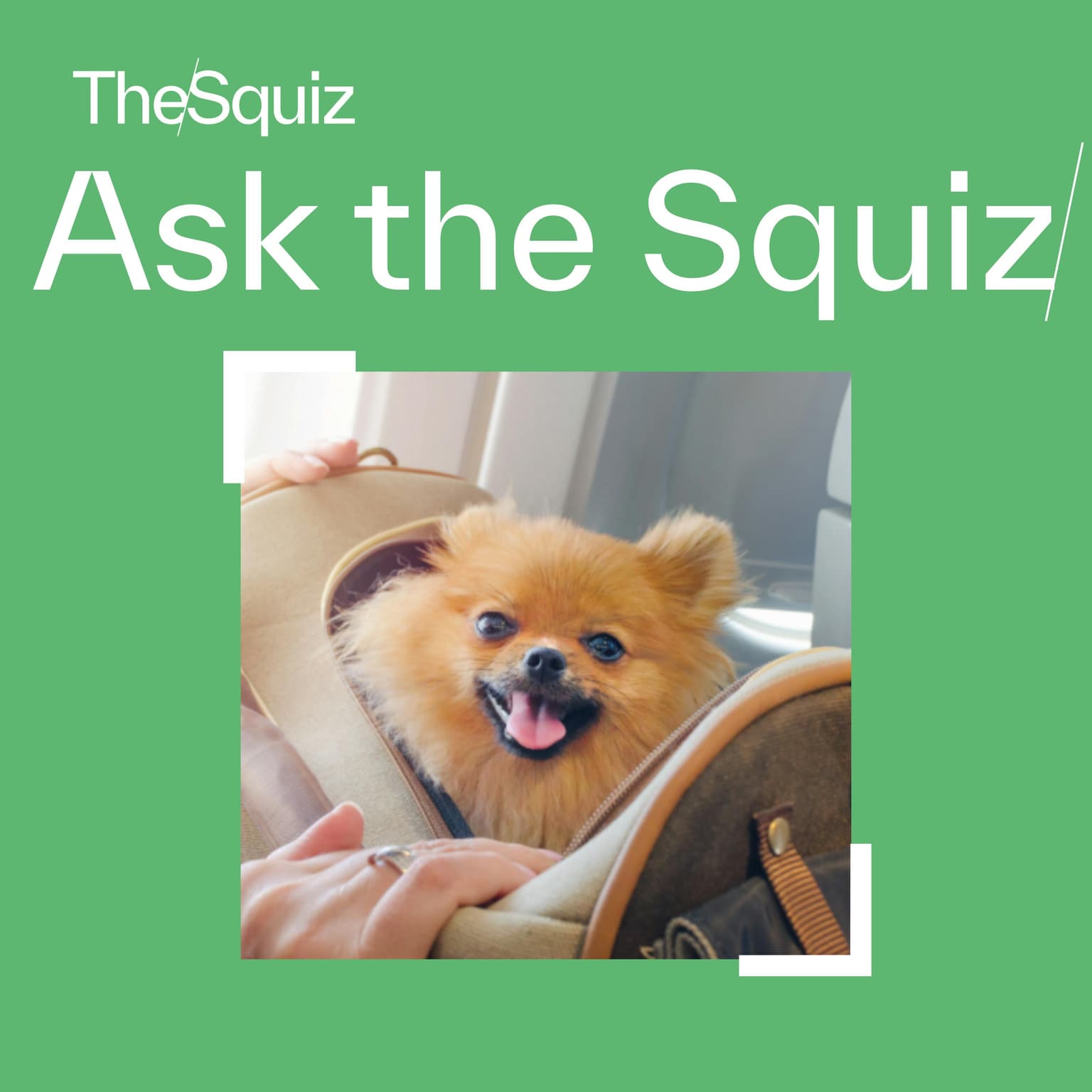 Ask the Squiz: Free trade, toxic algae and flying pets artwork