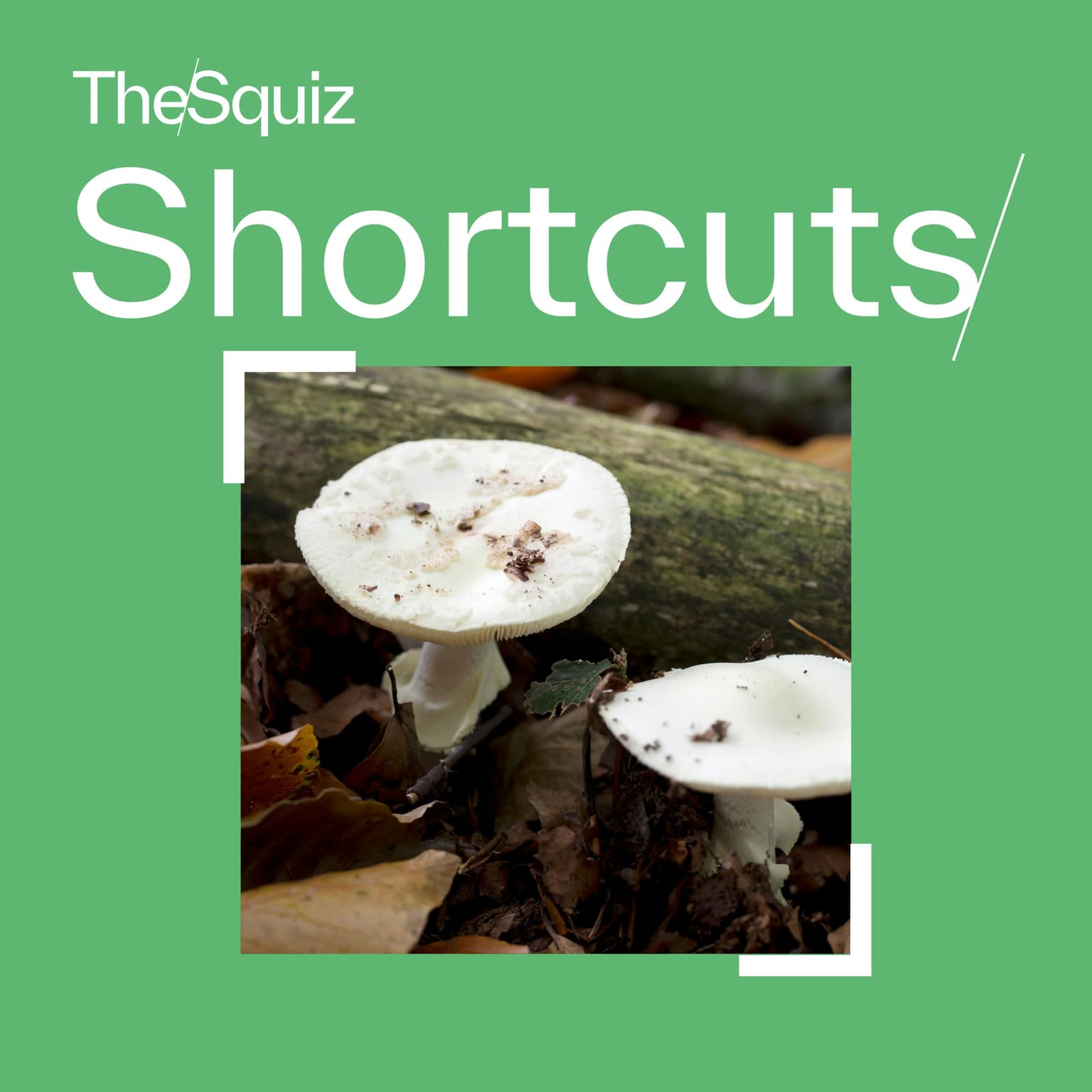 Squiz Shortcuts: After the mushroom murders artwork