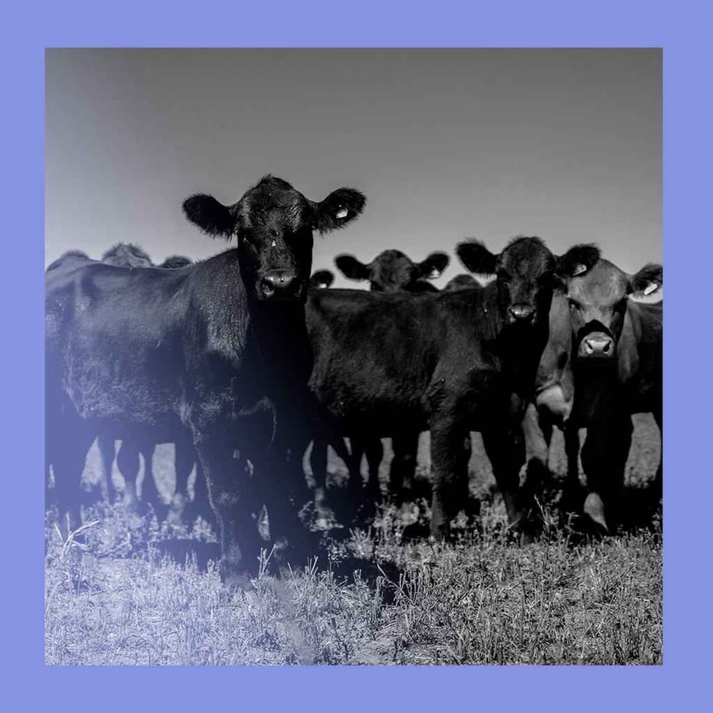 Lowering the steaks: a Mercosur deal at last artwork