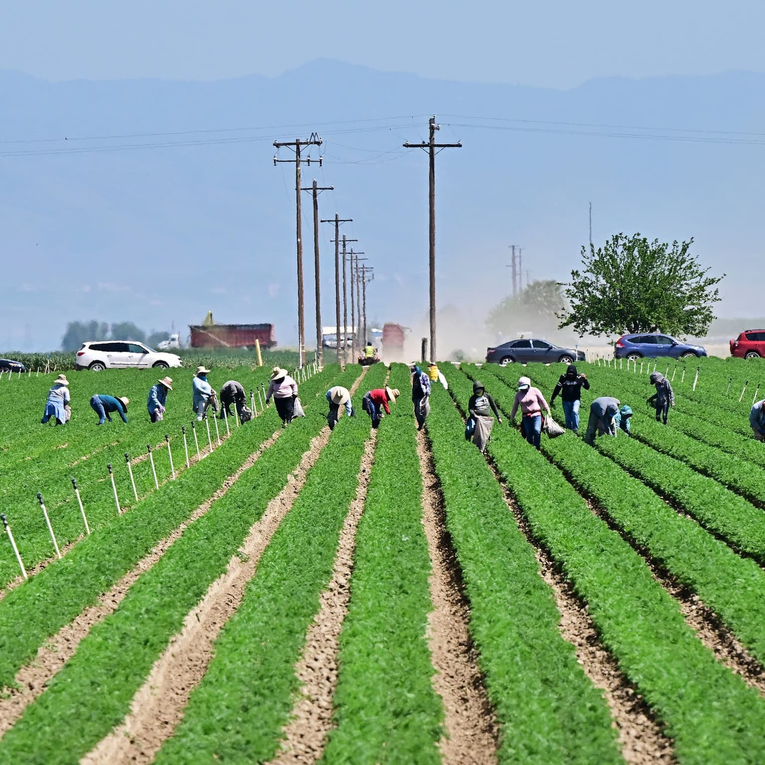 Fear of ICE raids keeps California farm workers on edge artwork