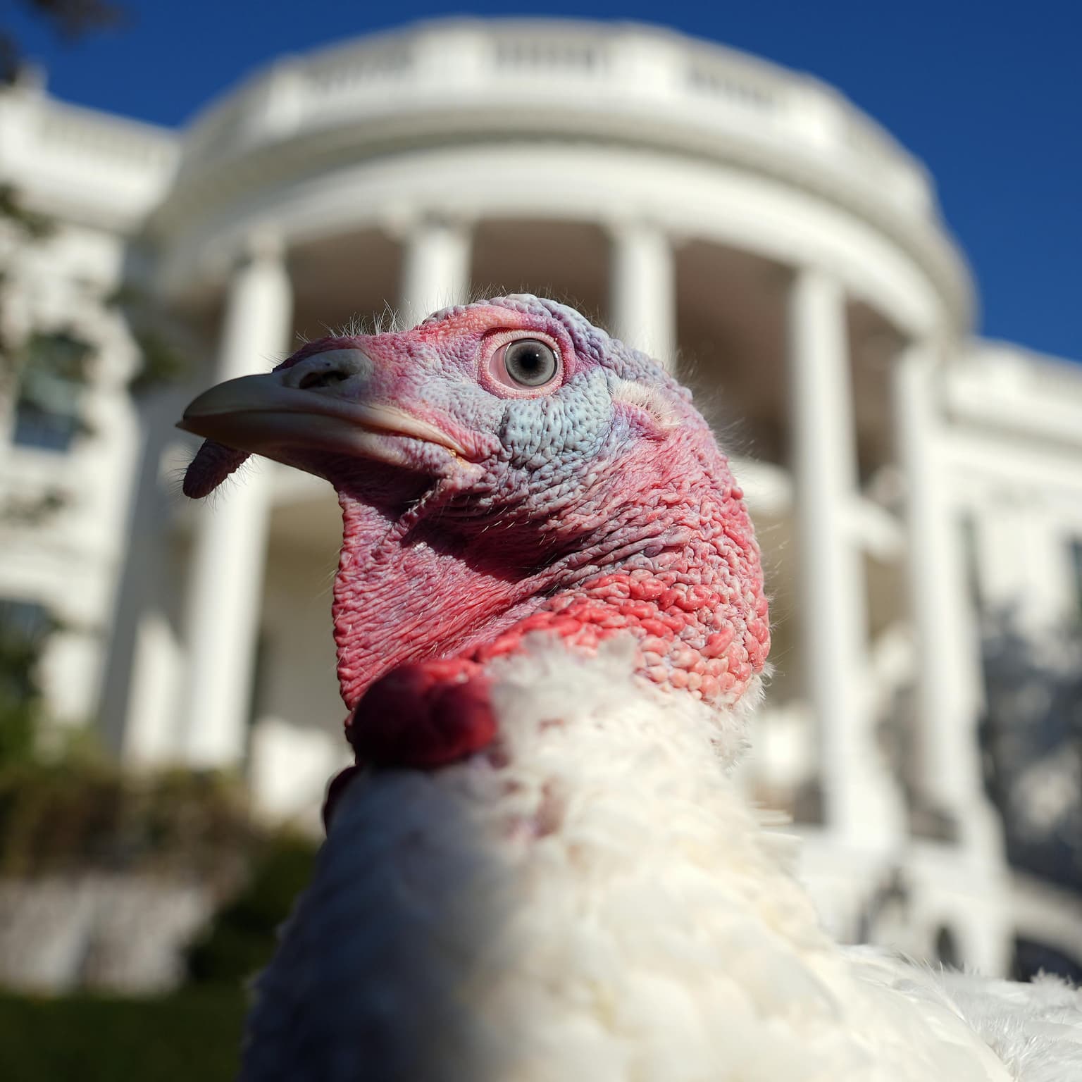 Talk turkey to me artwork