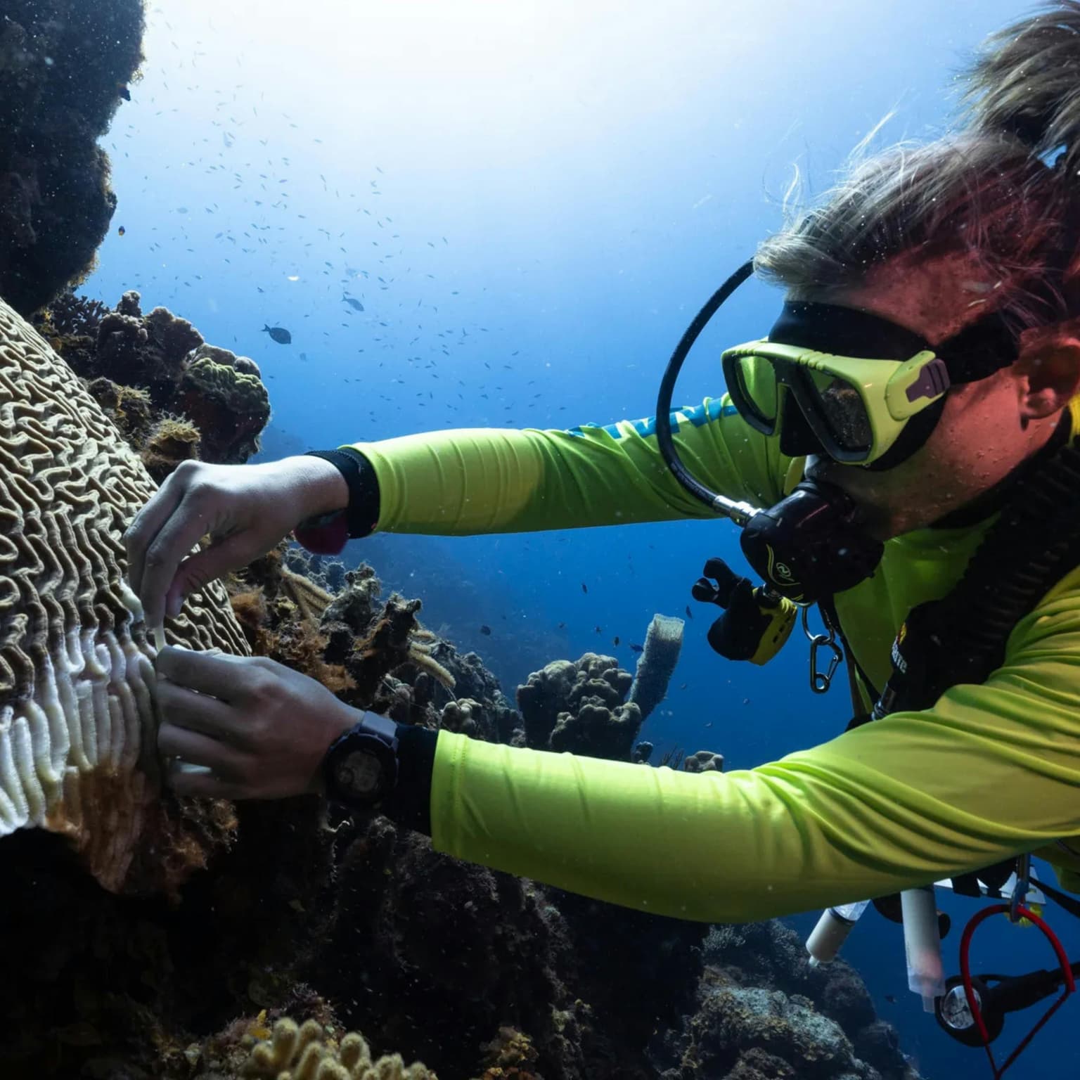 Antibiotics for coral reefs artwork