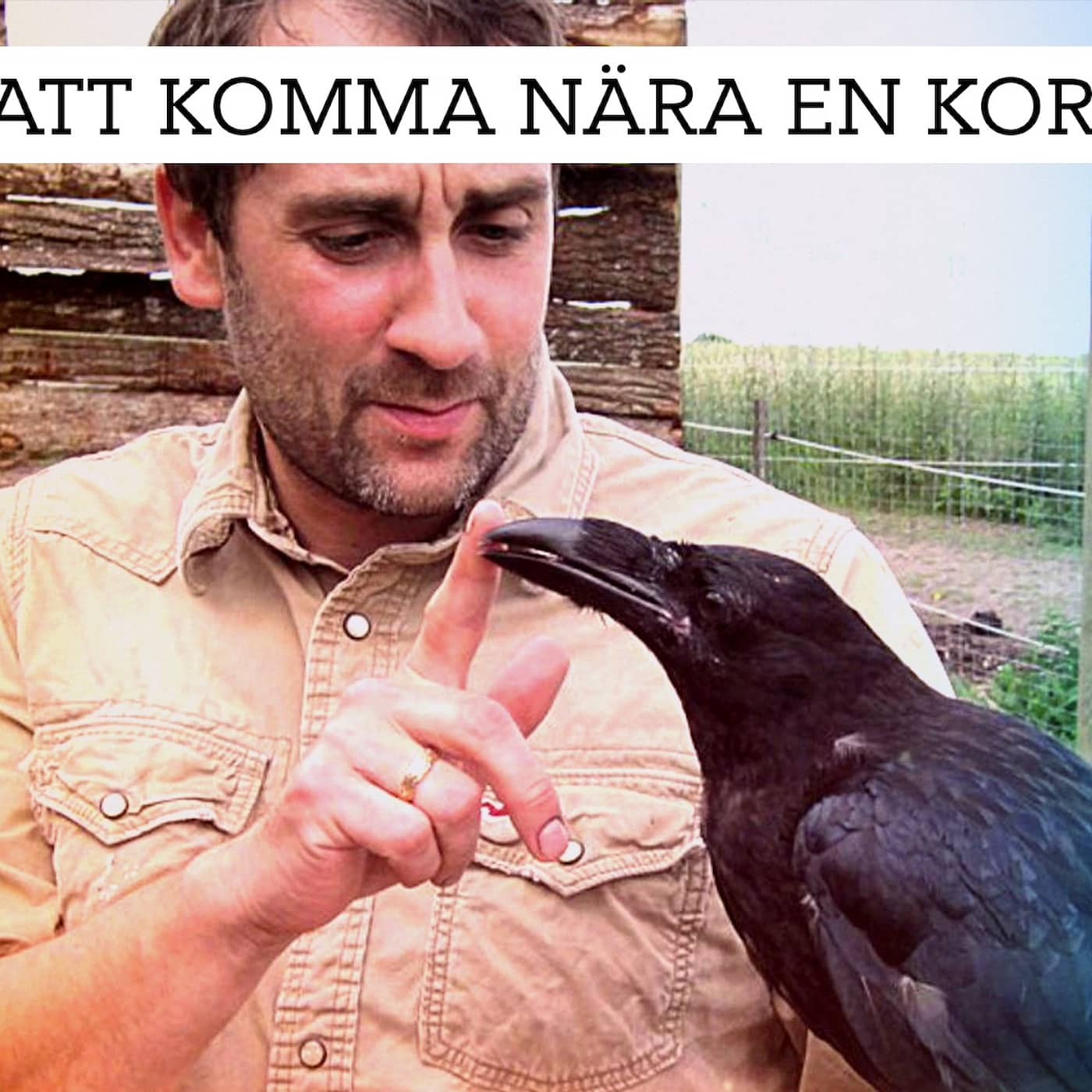 Att komma nära en korp artwork
