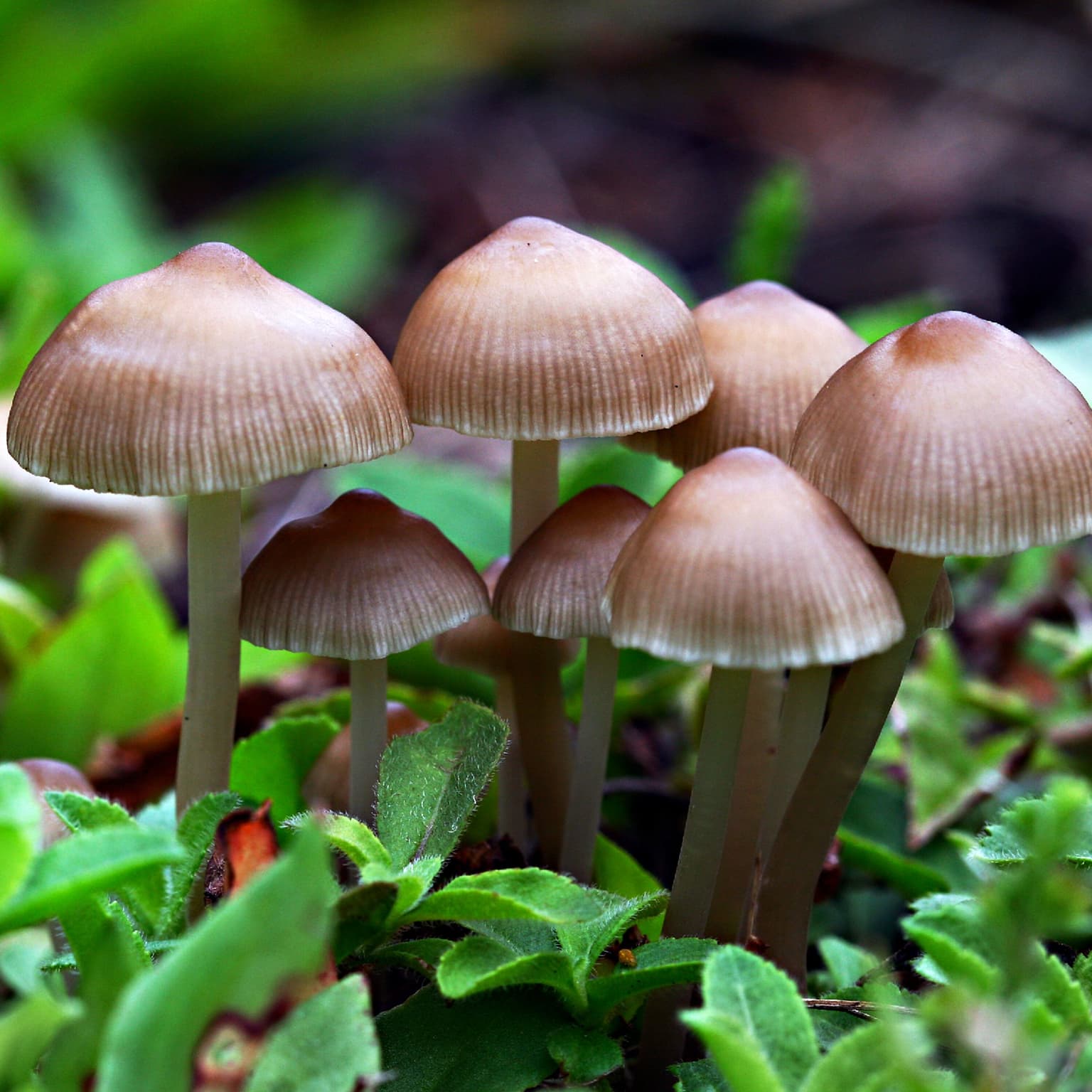 Cosmic Queries - The Fungus Among Us with Merlin Sheldrake artwork