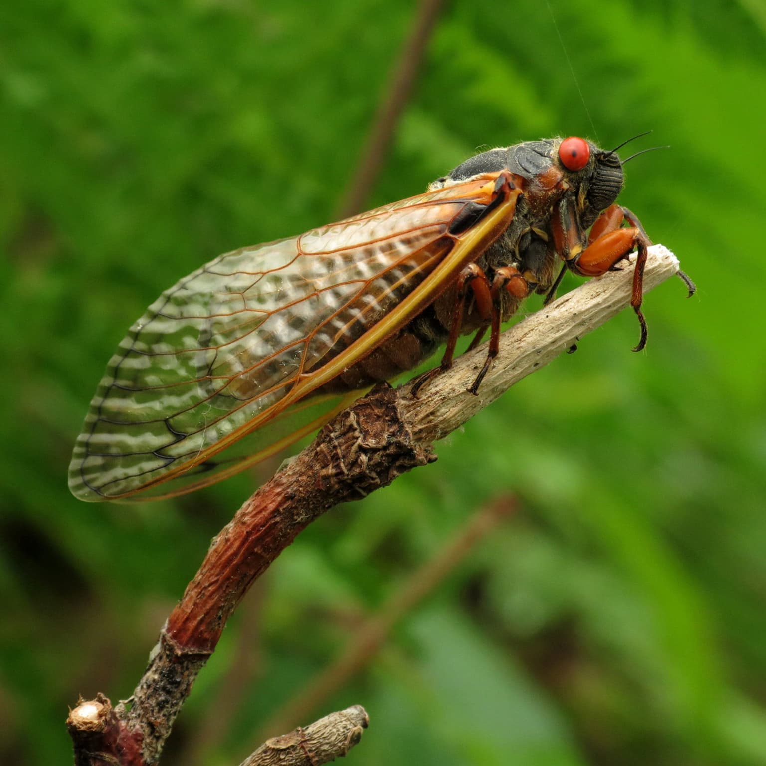 Cosmic Queries – Cicada Invasion! With Jessica Ware artwork