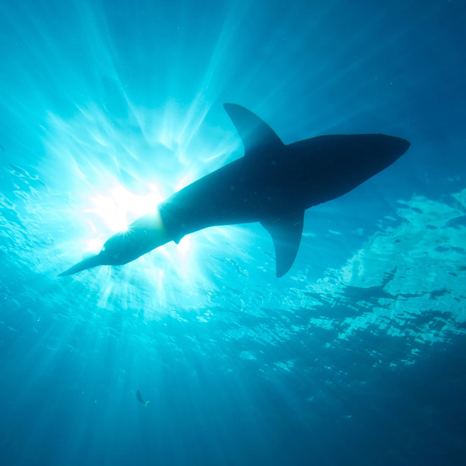 Cosmic Queries – Sharks artwork