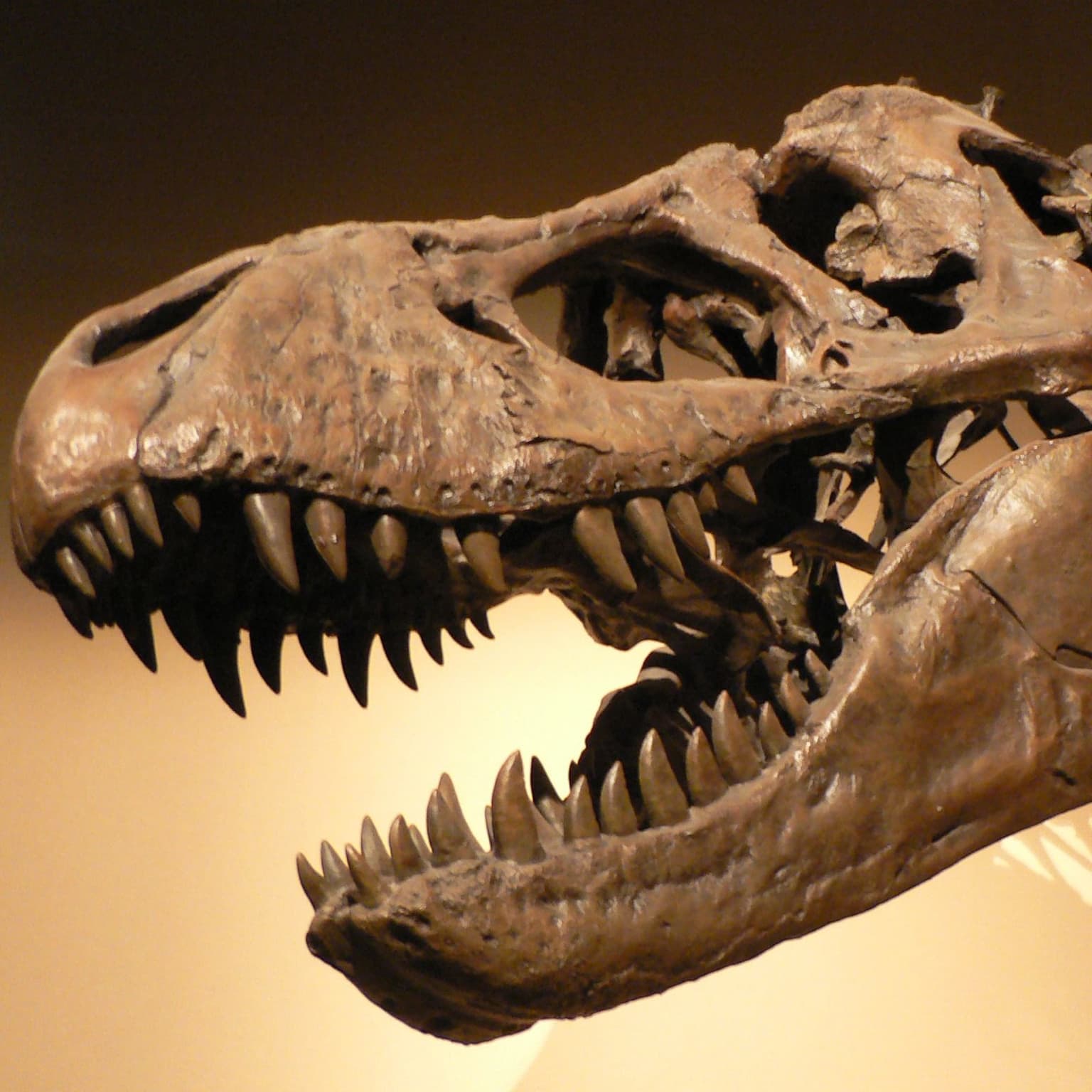Cosmic Queries – Dinosaur Discoveries with Kimberly Chapelle artwork