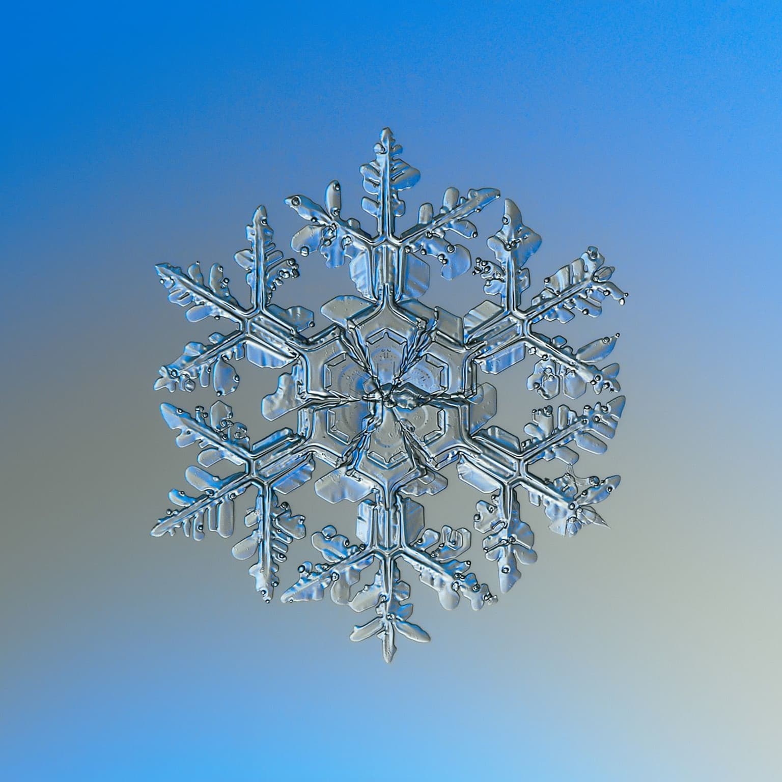 The Snow Show: Making Snowflakes with Peter Veals and Twila Moon artwork
