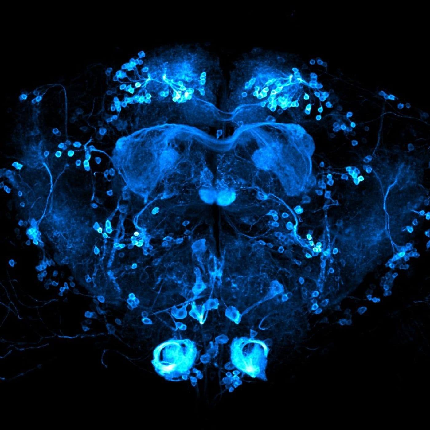 This Is Your Brain on Social Media with Anna Lembke, MD artwork