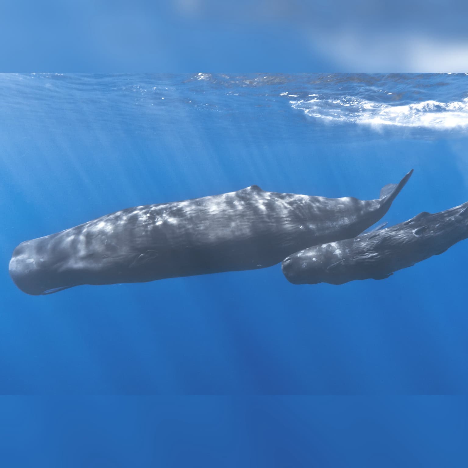 Voices from the Deep with Dr. Michelle Fournet and Dr. Ellen Garland artwork