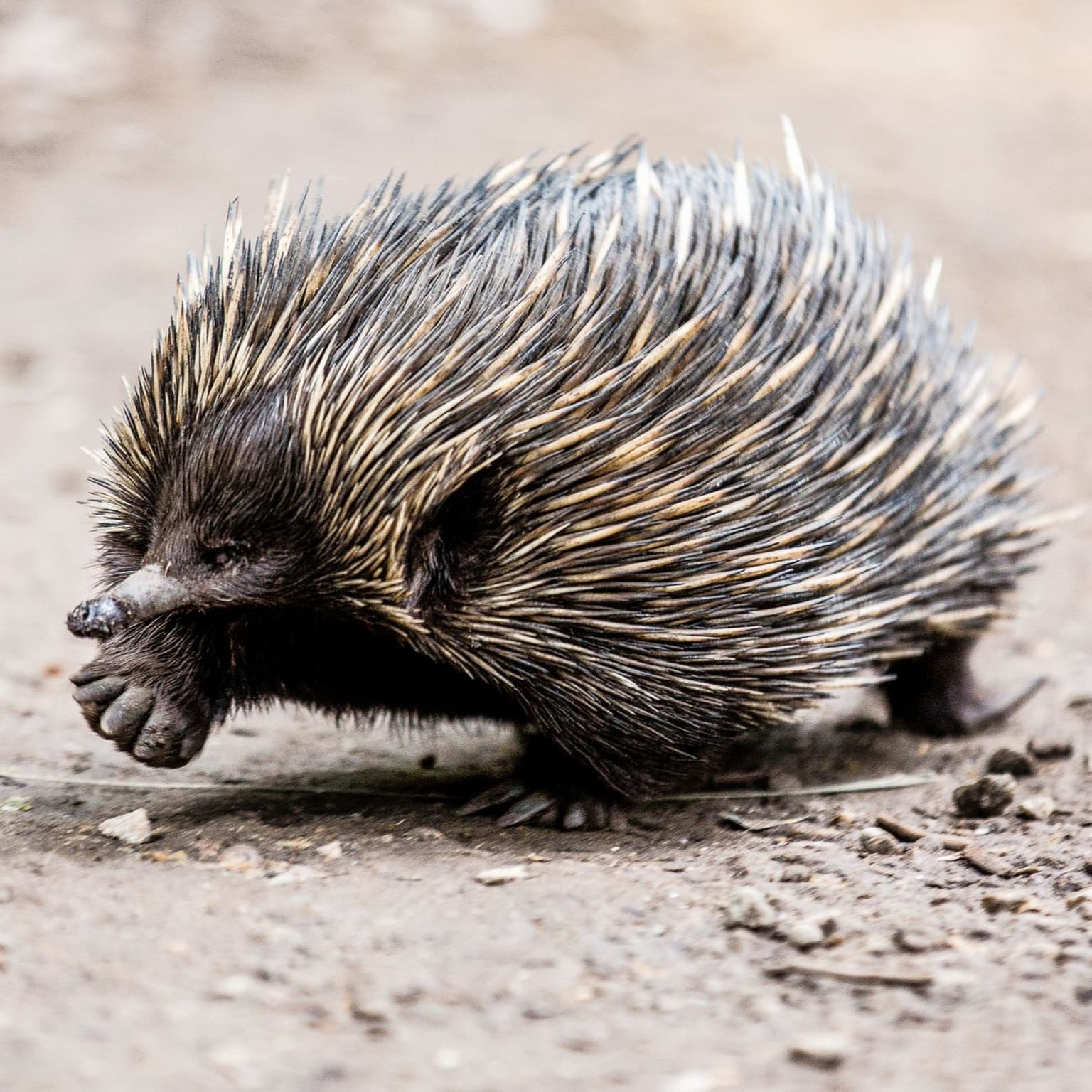 Can New Zealand defend itself with 'echidna strategy'? artwork