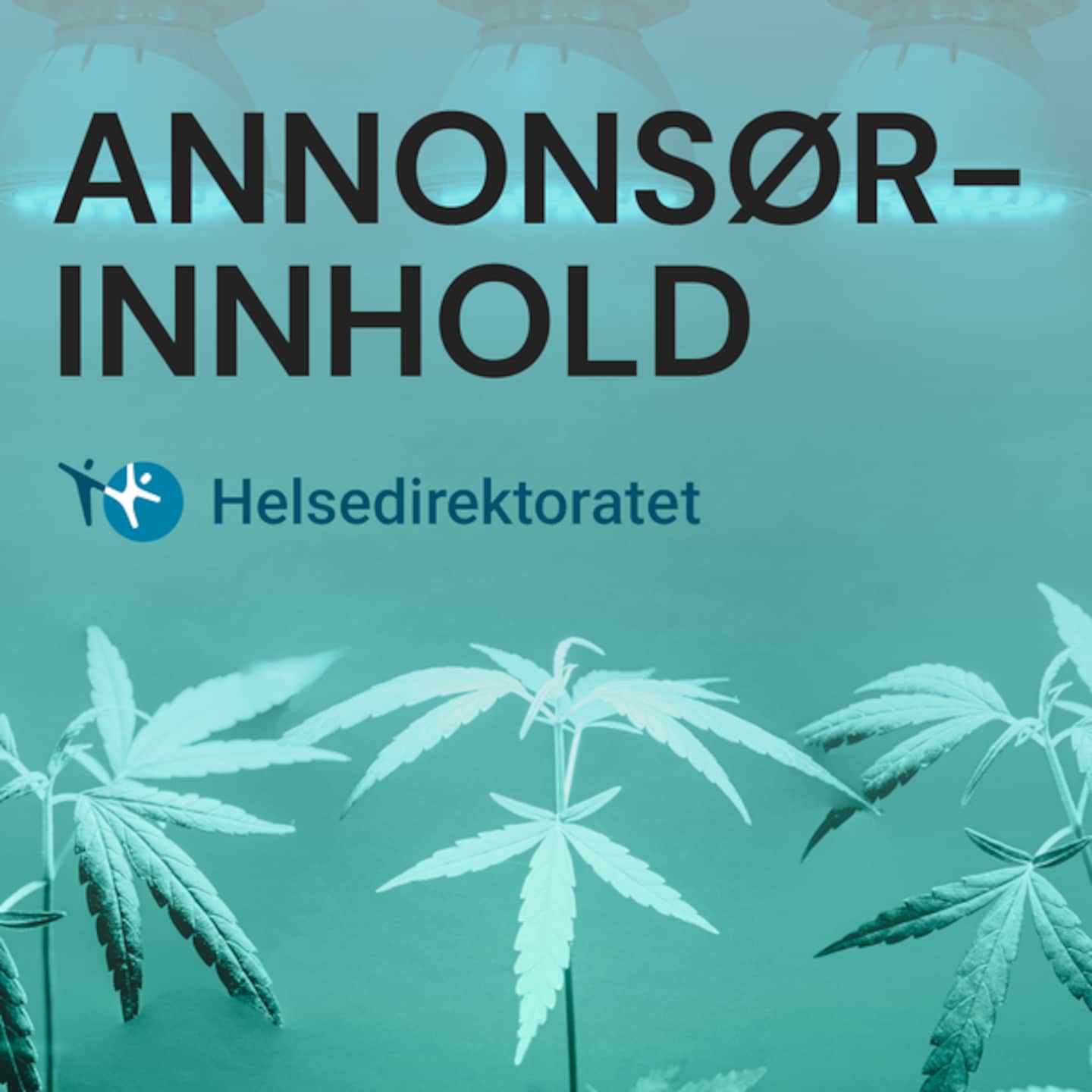 Annonsørinnhold fra Helsedirektortatet. Tenåringer mener cannabis er blitt mindre farlig. Stemmer det? artwork