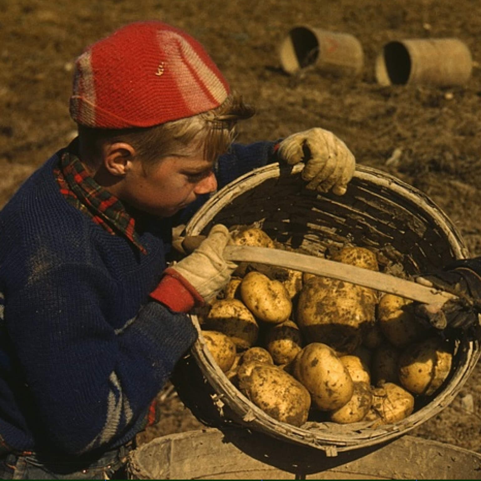 The Maine Potato War of 1976 artwork